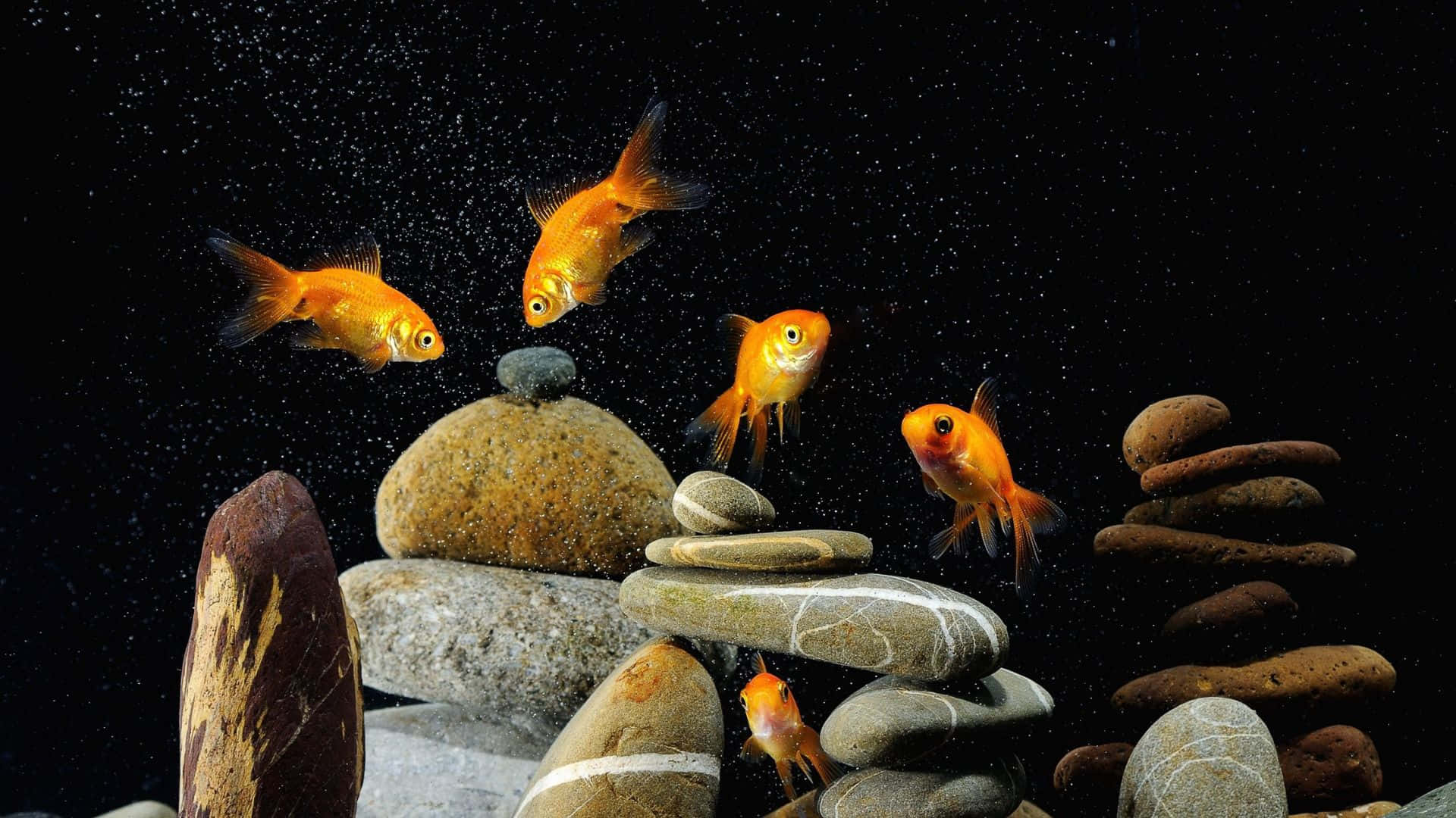 金色魚兒在黑暗的水中圍繞平衡的石頭游動，伴有漂浮的微粒。