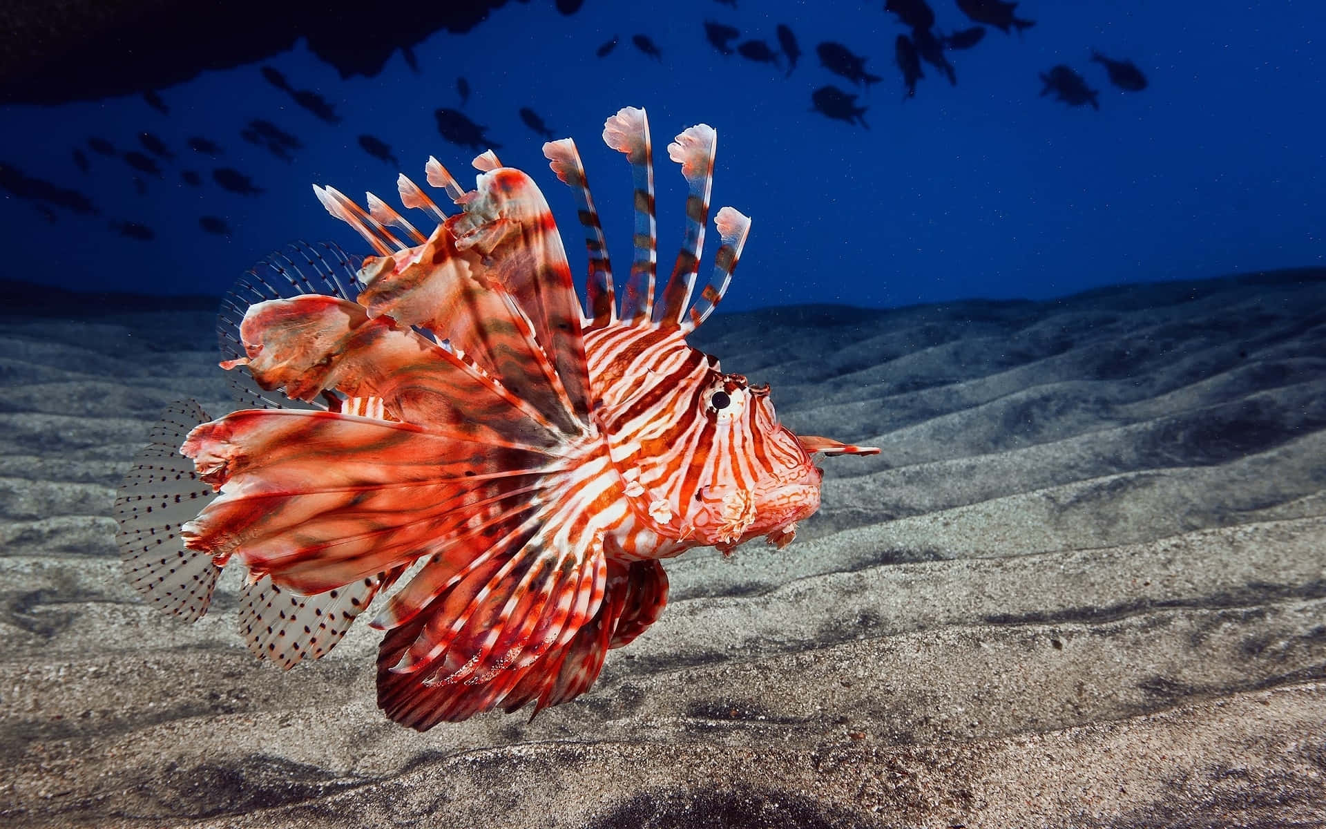 獅子魚在沙質海床上方與藍色海水中的小魚一起游泳。