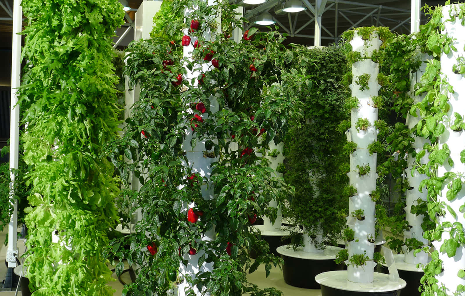 Herb Garden 桌布 壁紙 — 充滿茂盛綠色植物和紅色番茄的垂直花園塔在明亮的室內燈光下茁壯成長。