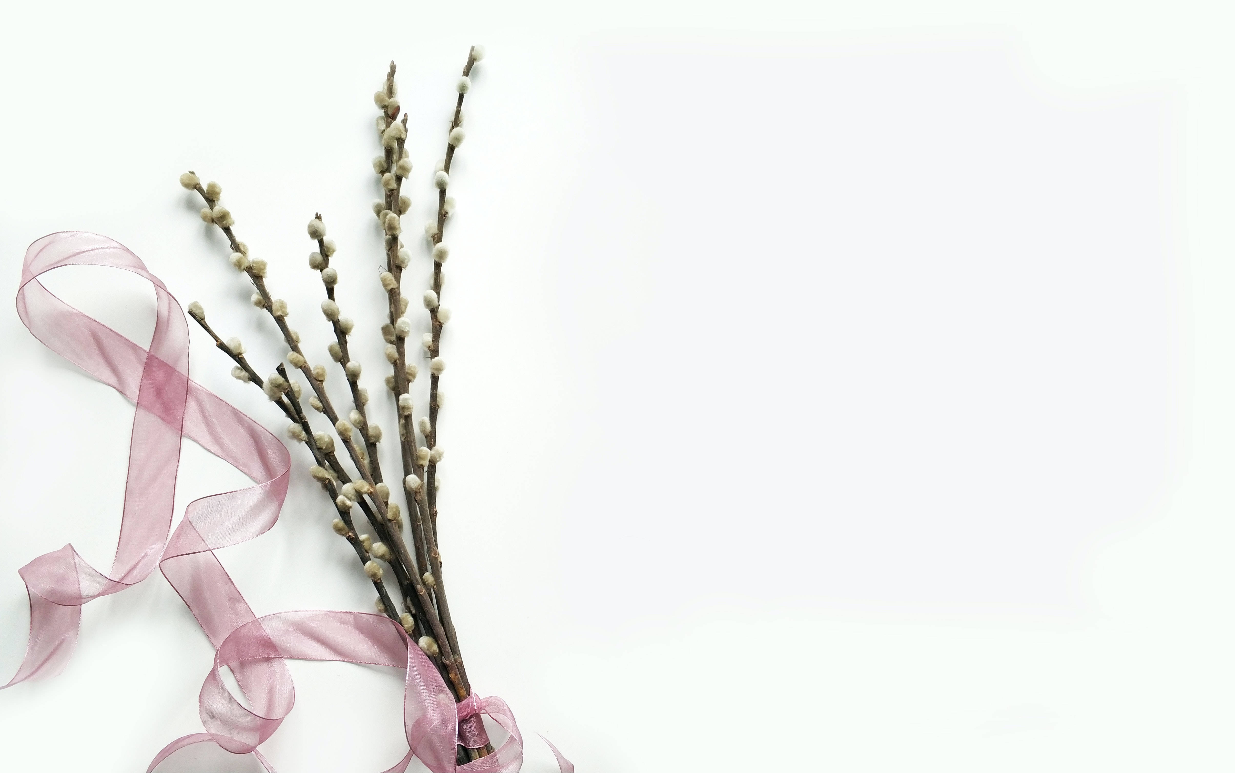 光滑柳枝春季花束 壁紙 — 柔軟的柳絮枝條用柔和的粉紅色絲帶綁在乾淨的白色背景上。