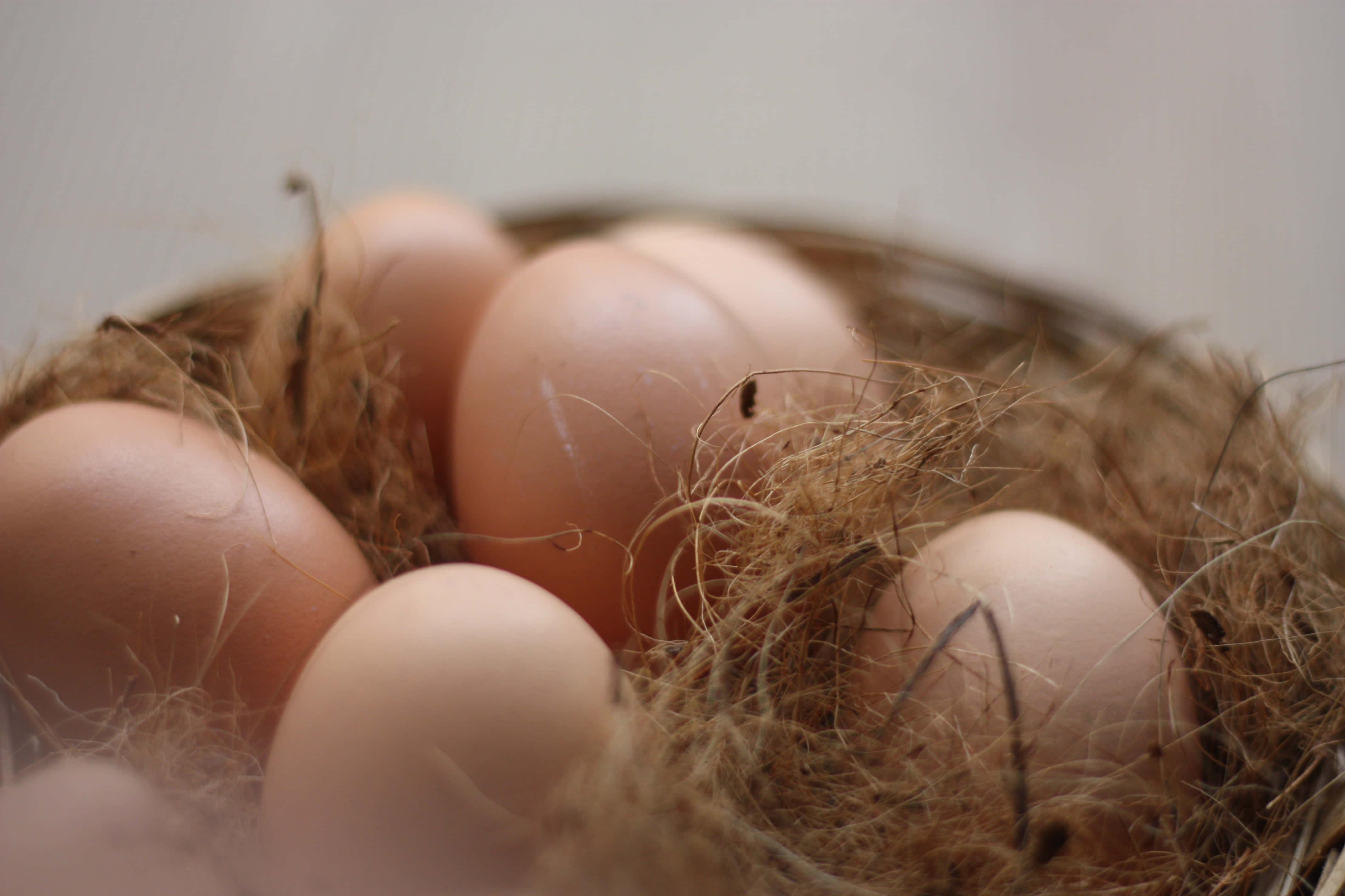 Brown Eggs 桌布 壁紙 — 光滑棕色雞蛋的特寫，安放在由乾草和樹枝組成的柔軟有質感的巢中。