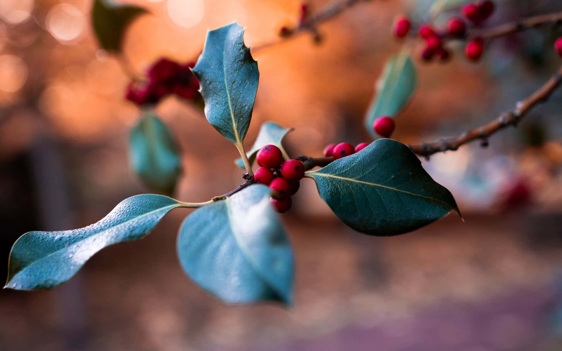 Winter Berries 桌布 壁紙 — 光澤冬青葉和鮮紅莓果在溫暖金色散景背景上閃耀的特寫。