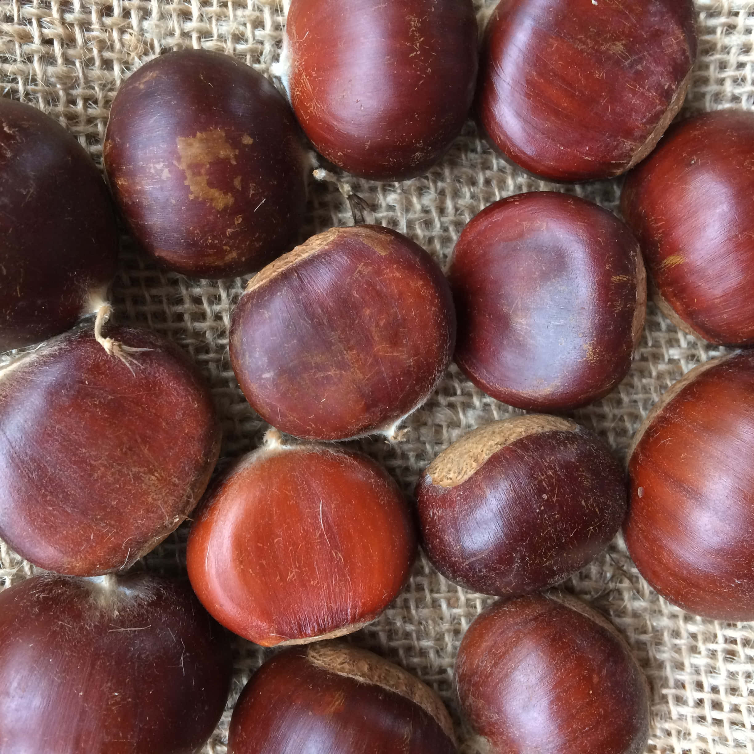Chestnut 桌布 壁紙 — 光澤棕色栗子特寫，置於粗糙麻布上，帶有自然質感。