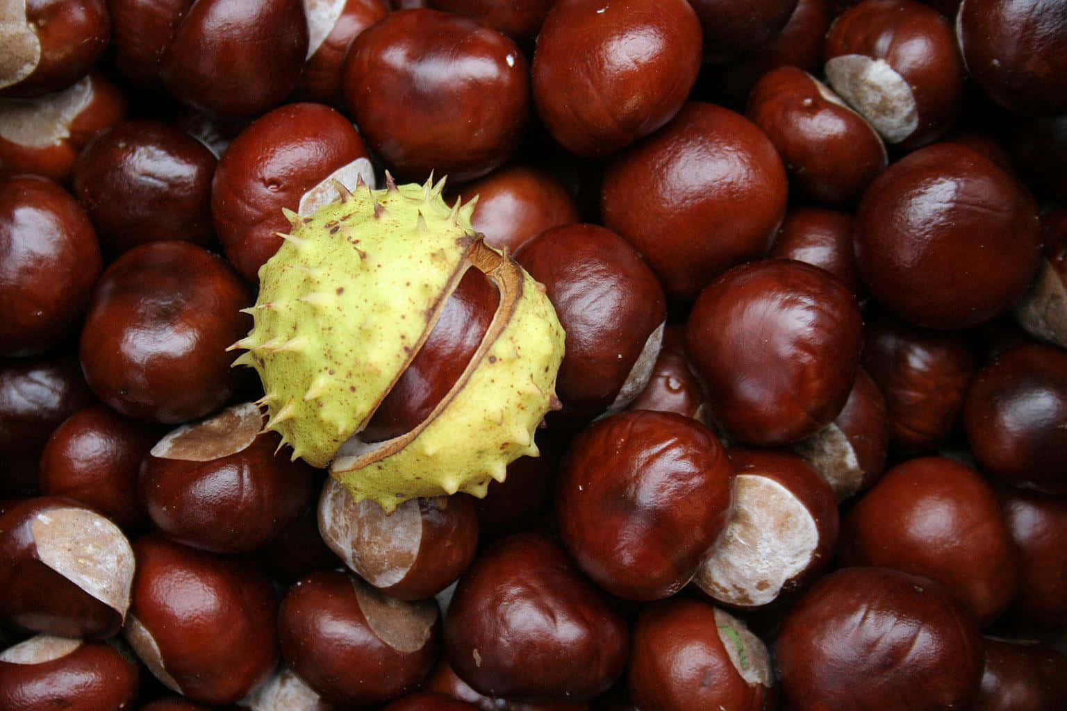 Chestnut 桌布 壁紙 — 光澤棕色栗子的特寫，其中一個帶刺的綠色外殼裂開，露出裡面的堅果。