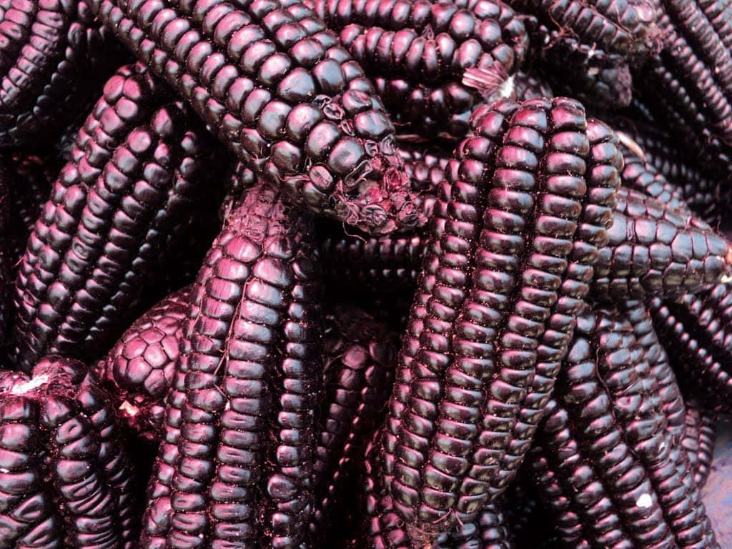 Purple Corn 桌布 壁紙 — 光澤深紫色粟米芯的微距特寫，帶有紋理的穀粒堆疊在一起。