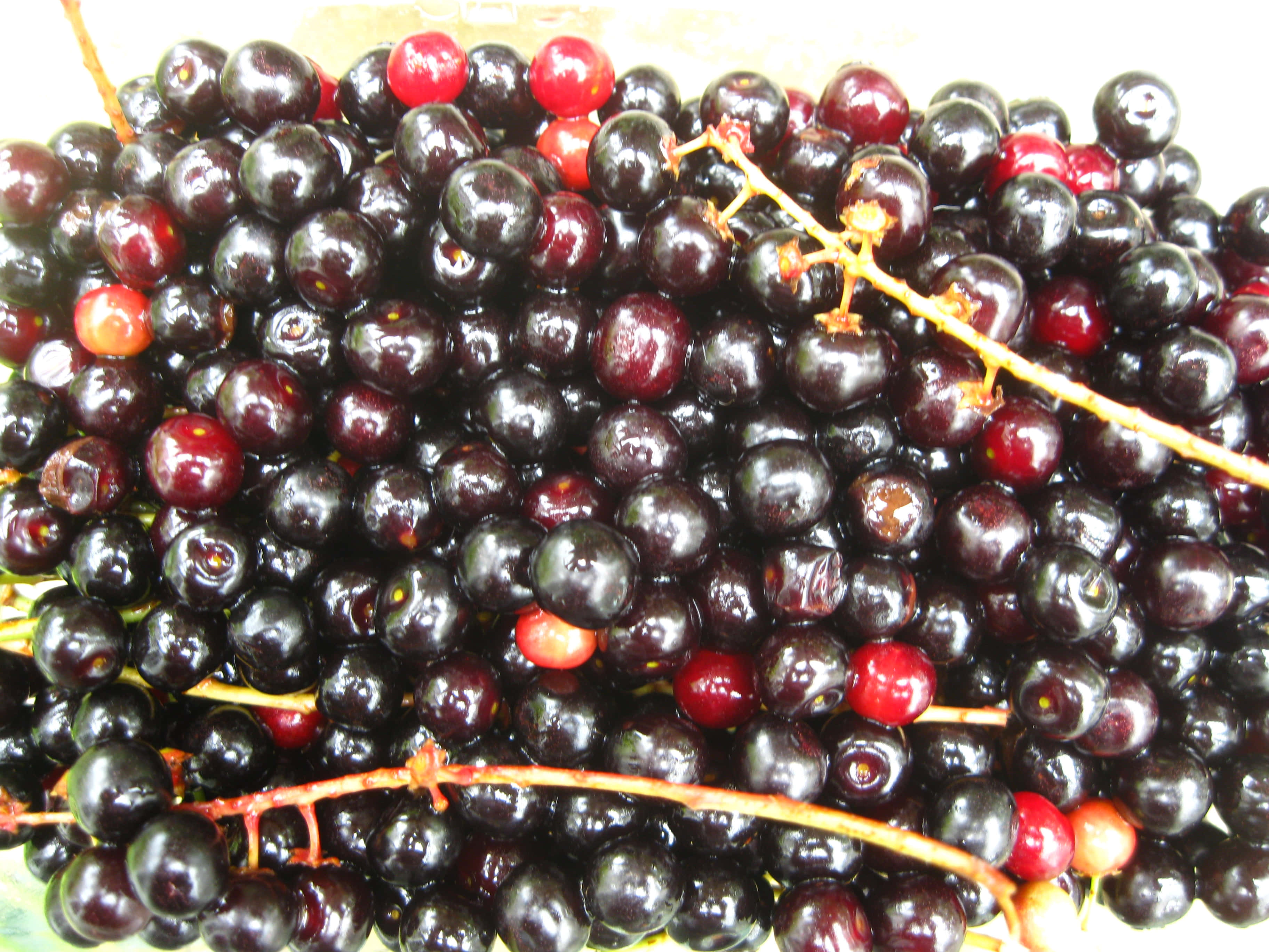 Black Cherry 桌布 壁紙 — 光澤深紫色車厘子的特寫，有幾顆紅色車厘子仍連著細莖。
