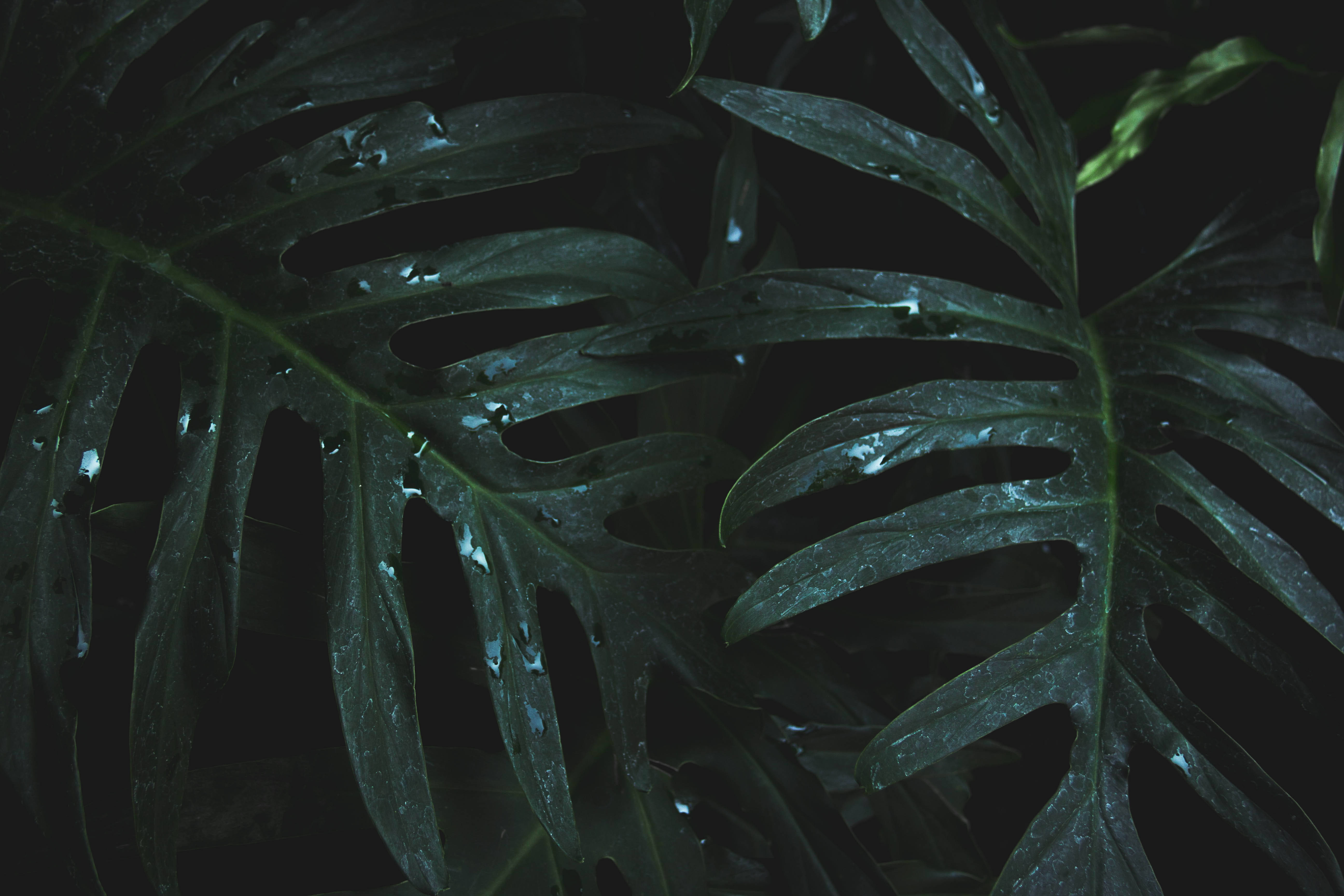 植物美學 桌布 壁紙 — 光澤的龜背竹葉在深黑色背景上閃爍著雨滴，呈現出陰鬱的特寫。