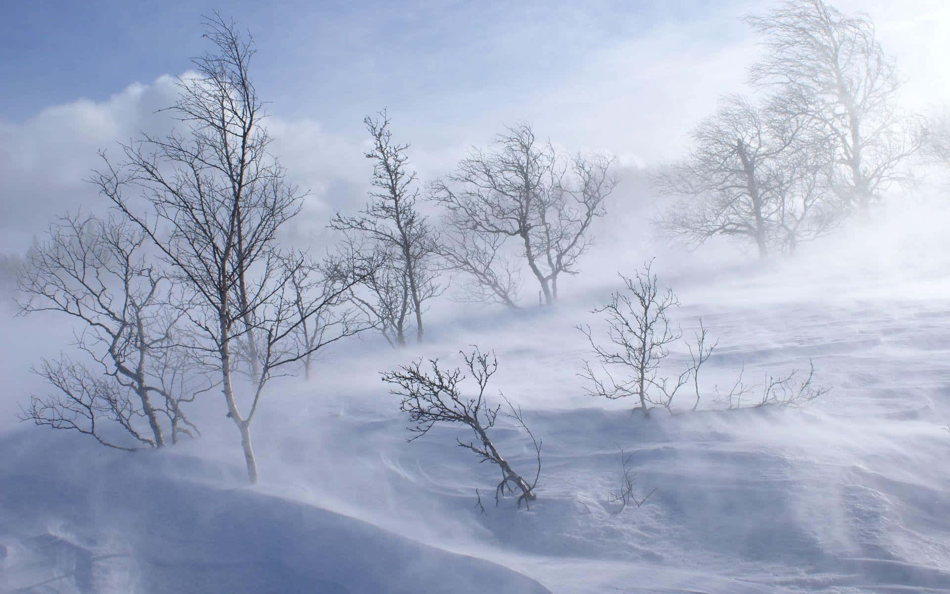 Snowstorm 桌布 壁紙 — 光禿的樹木在暴風雪中堅韌地站立，雪花旋轉，天空淡藍。