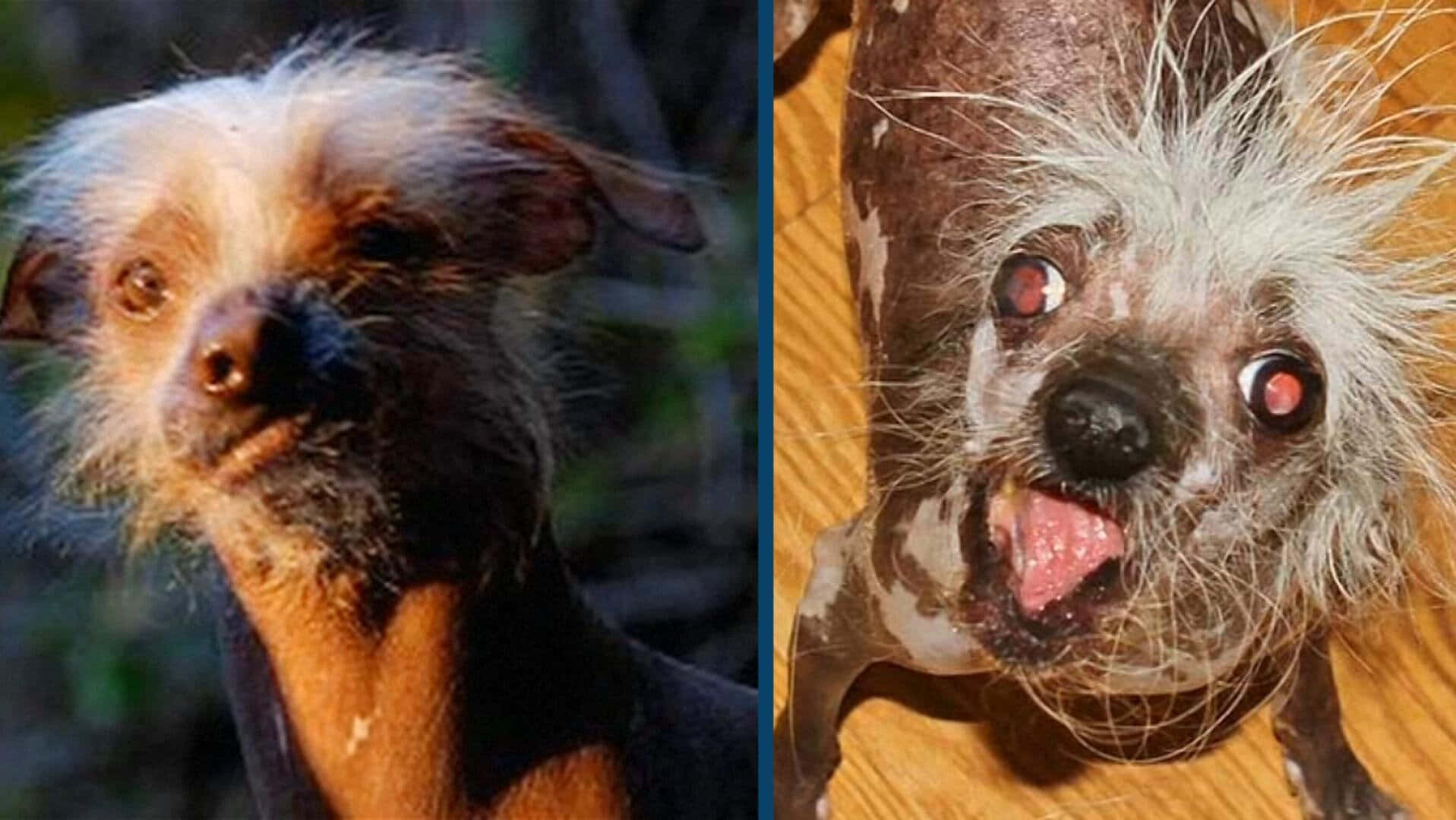 兩隻無毛的中國冠毛犬，帶有野生毛髮和紅眼睛，一隻冷靜，一隻喘氣