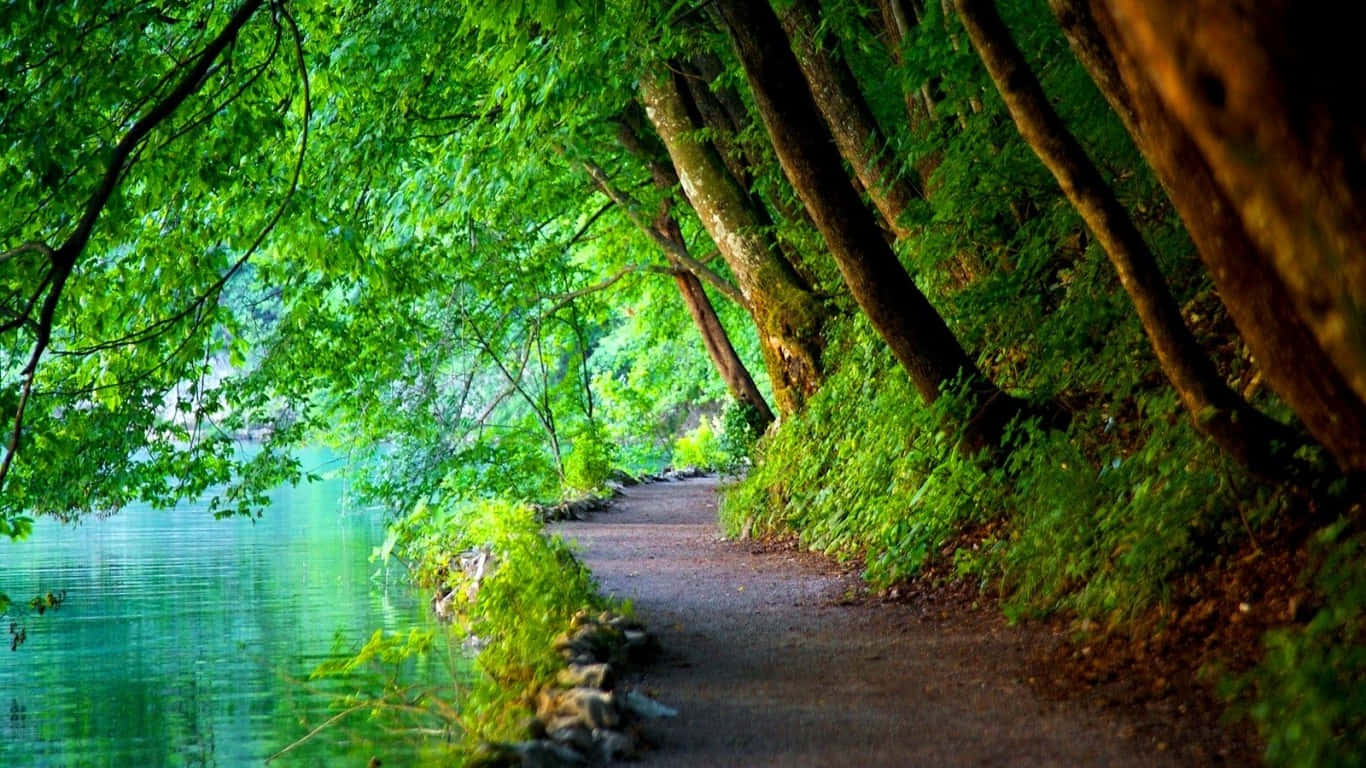 克羅地亞高樹林蔭步道 壁紙 — 一條蜿蜒的泥土小徑在平靜的碧綠湖邊彎曲，被茂密翠綠樹冠遮蔽。