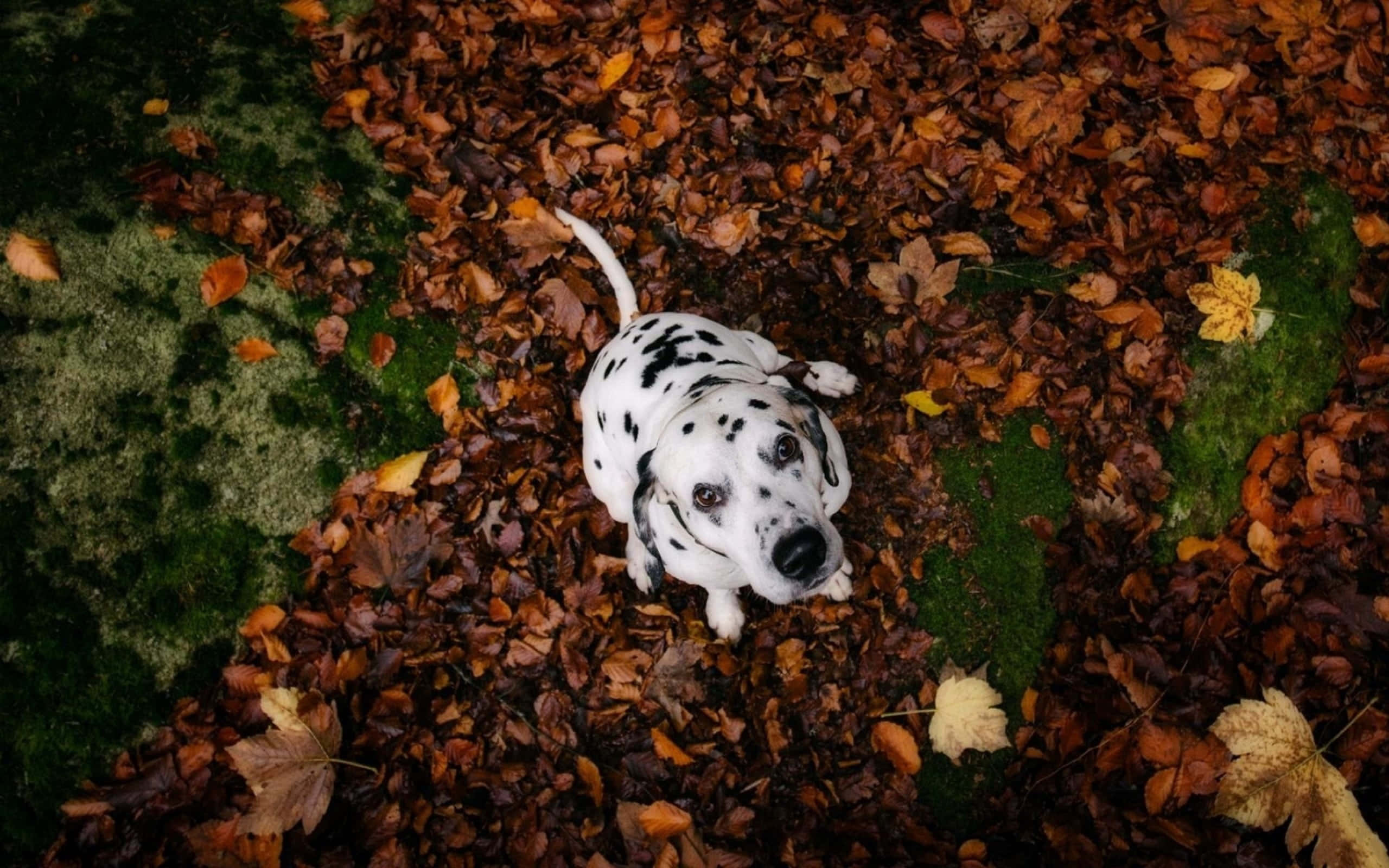 克羅埃西亞草原上的威嚴達爾馬提亞犬 壁紙 — 一隻斑點狗幼犬在柔和自然光下，從秋葉和苔蘚鋪成的床上抬頭仰望。