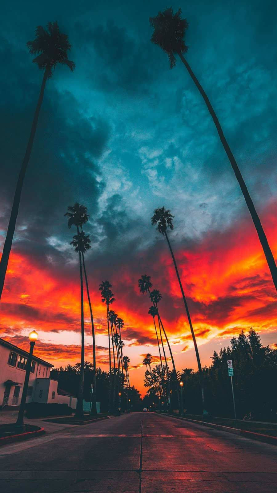 棕櫚樹在寧靜街道上方，以火紅的日落天空為背景形成剪影。