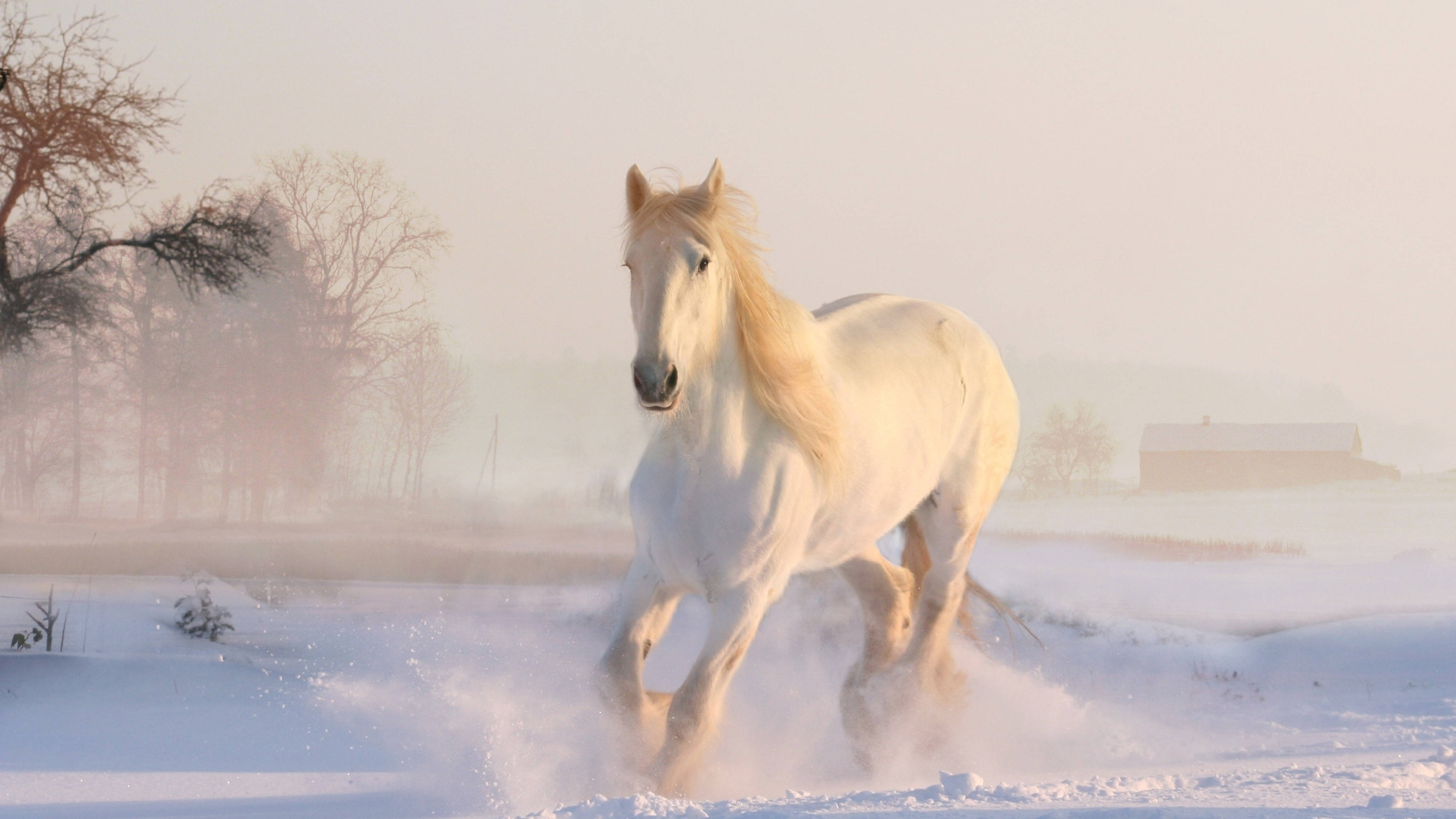 全4K冬季白馬 壁紙 — 一匹雄偉的白馬奔馳過雪地，踢起粉雪，柔和的晨光照亮冬日景色。