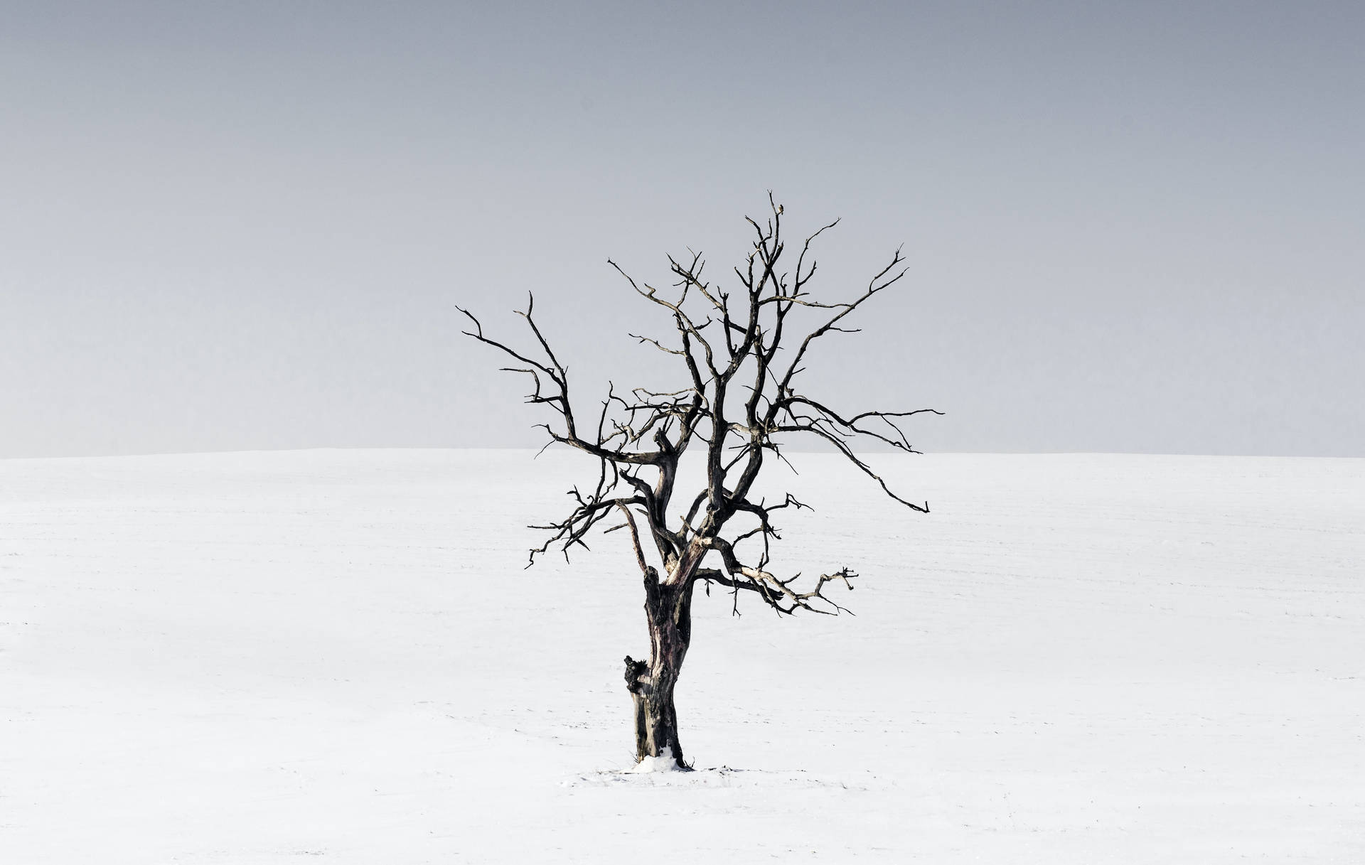 一棵光禿禿的樹在黃昏時分獨自矗立在白雪覆蓋的沙漠景觀中。