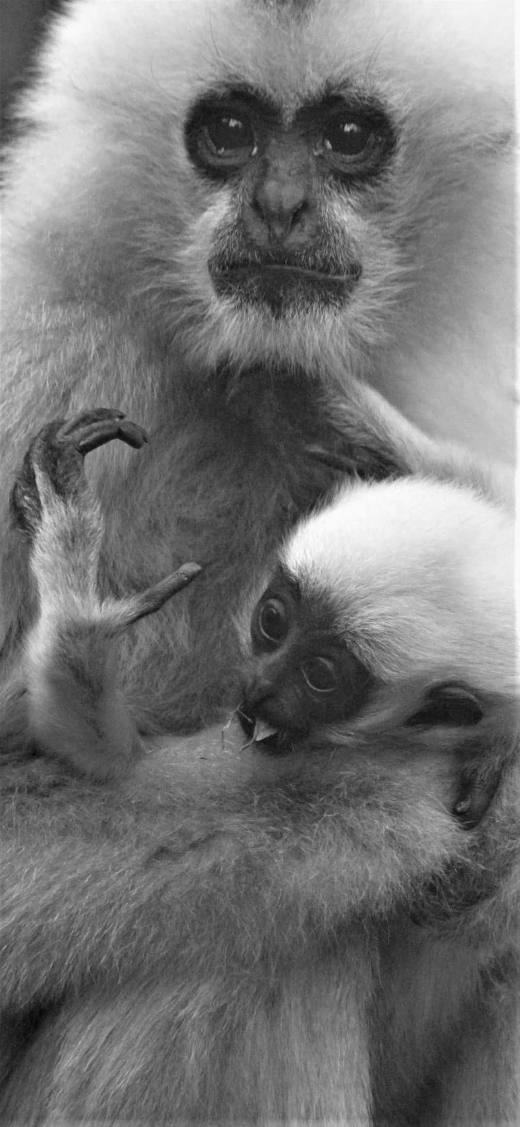全新 iPhone Xs Max 配備 Gibbon 繪畫圖案 壁紙 — 一幅溫柔的黑白肖像，描繪長臂猿媽媽用柔軟的毛皮和專注的眼神懷抱著她的寶寶。