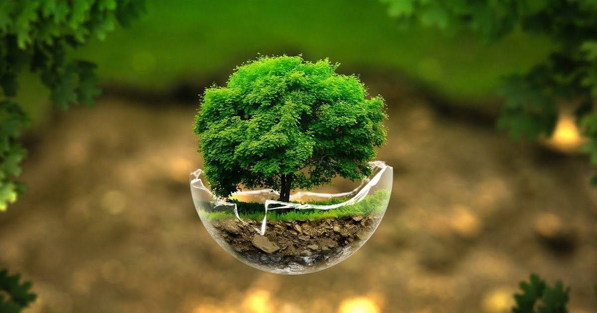 玻璃穹頂內的一棵小樹，裡面有土壤和草。