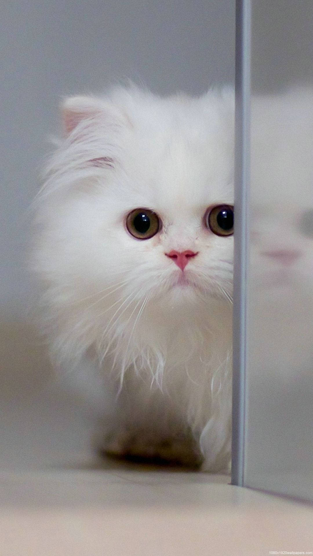 毛茸茸的白貓透過玻璃門睜大眼睛偷看