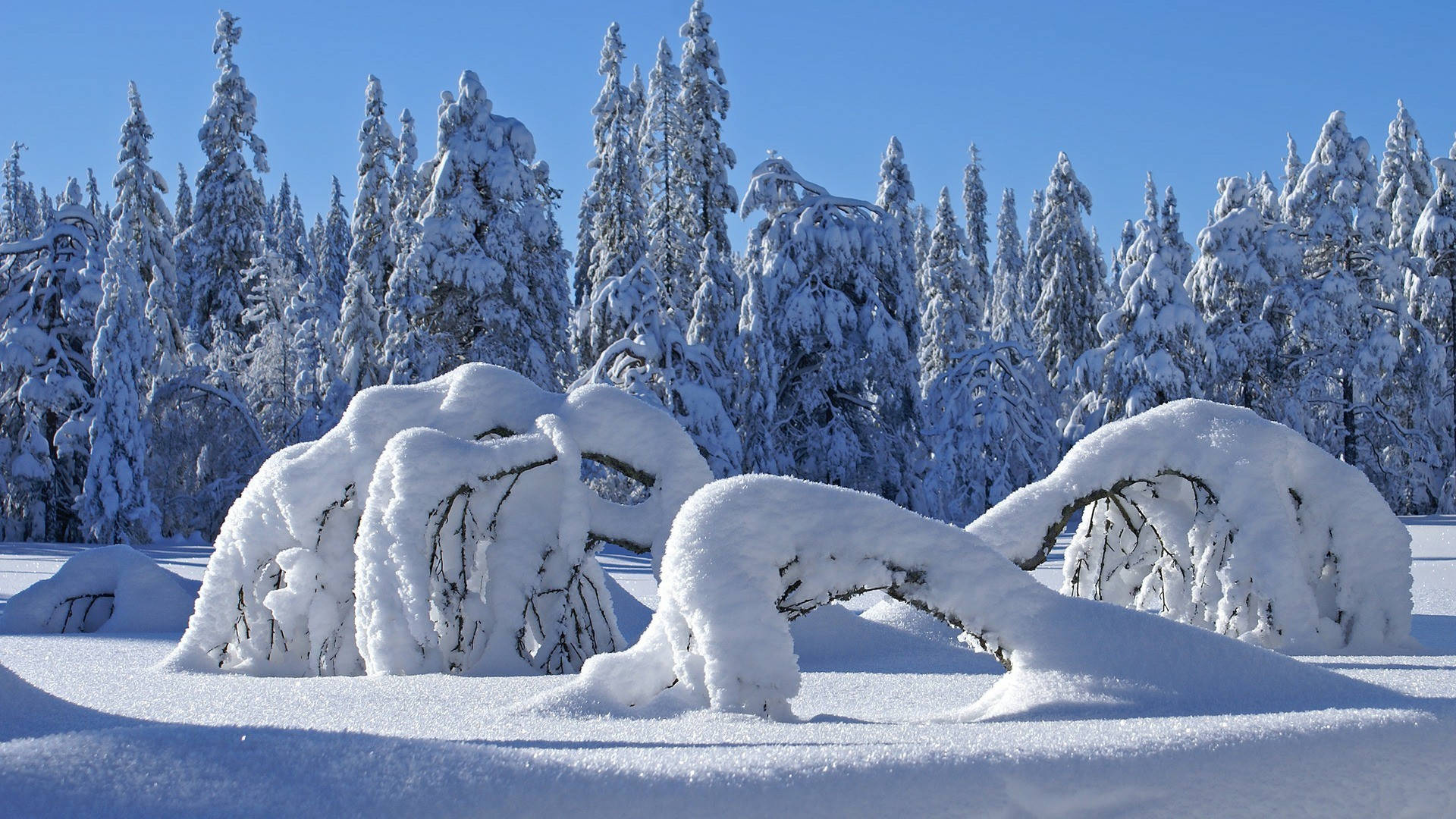 全高清雪覆森林美景 壁紙 — 白雪覆蓋著彎曲的樹枝和森林地面，在清澈的藍色冬日天空下。