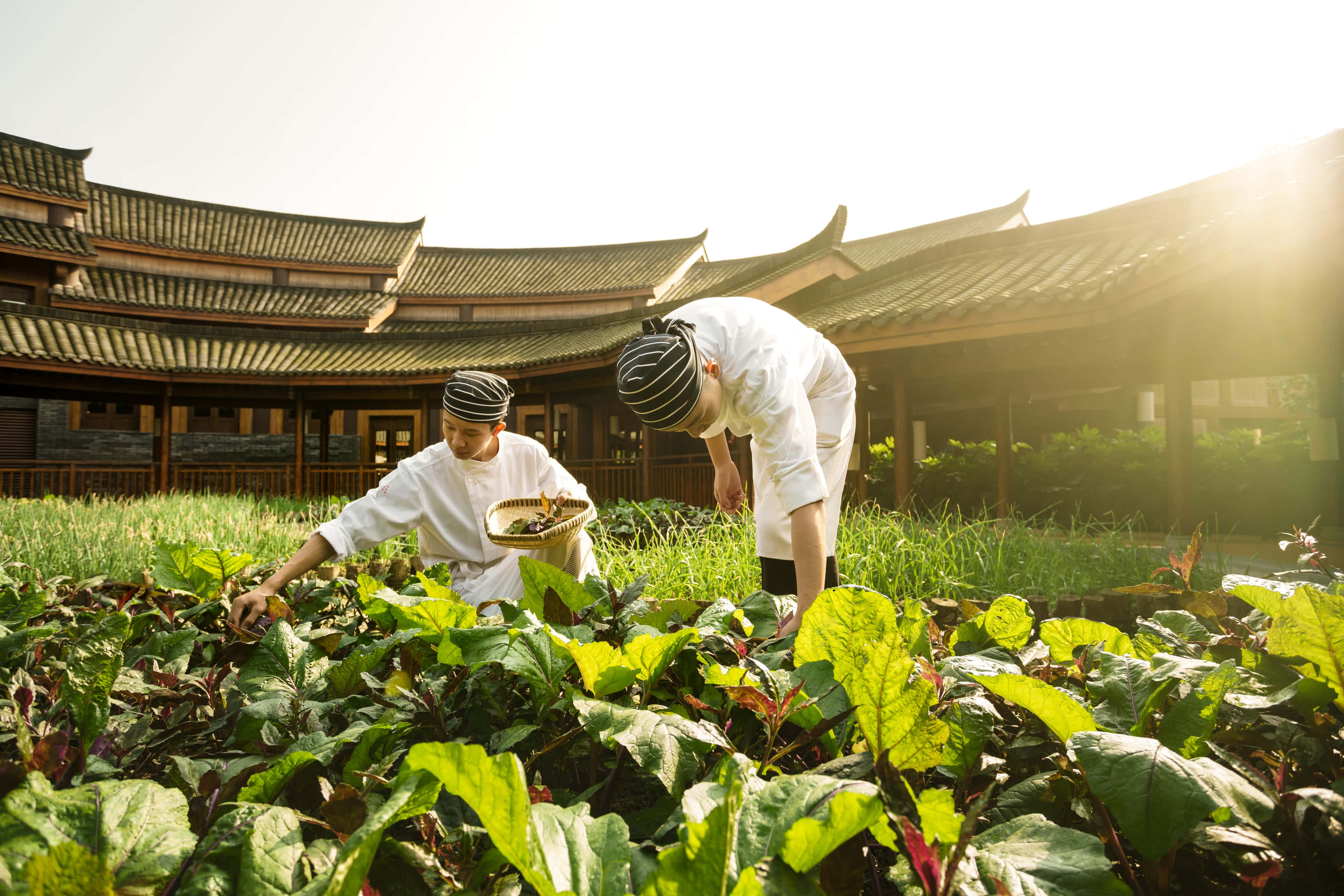 Eco-tourism 桌布 壁紙 — 兩位身穿白色制服嘅廚師喺陽光普照嘅庭院入面收割鮮活嘅綠葉蔬菜，庭院有傳統瓦頂。