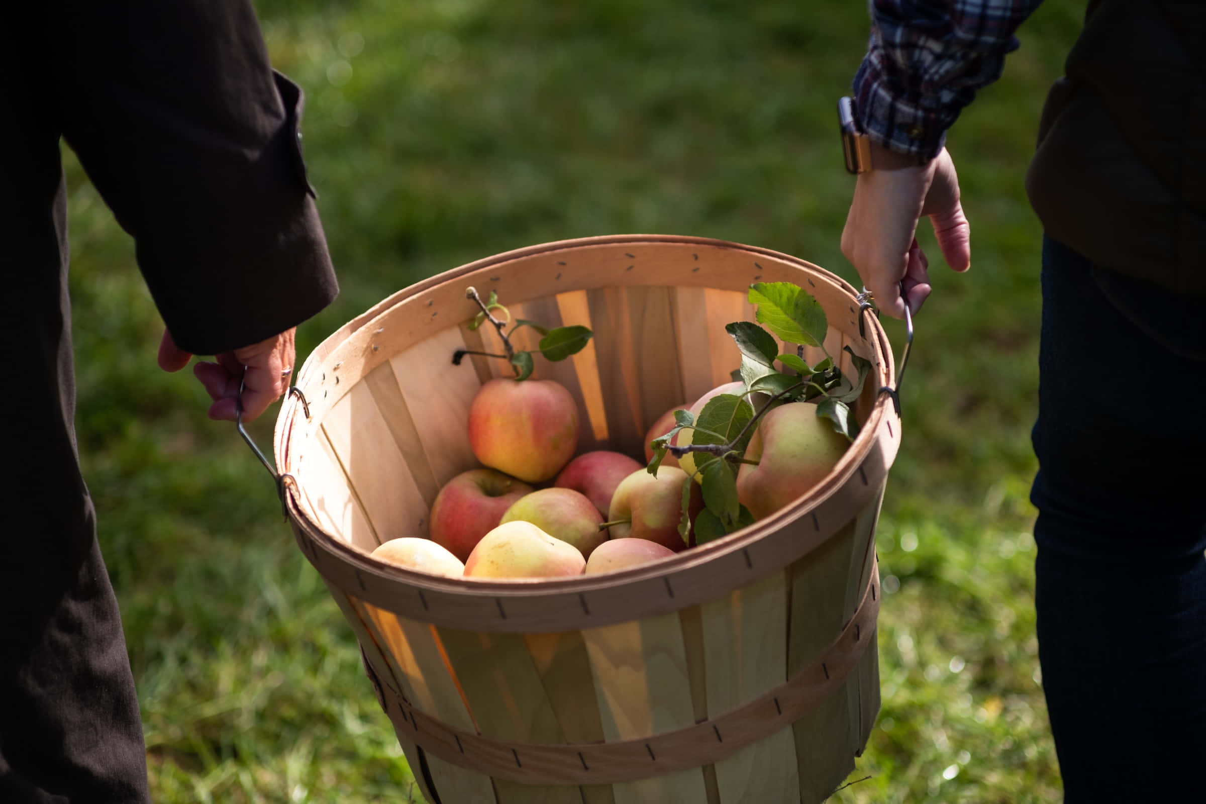 Apple Picking 桌布 壁紙 — 兩個人在陽光明媚的草地上抬著一個木籃子，裡面裝滿了剛採摘的紅蘋果和青蘋果。