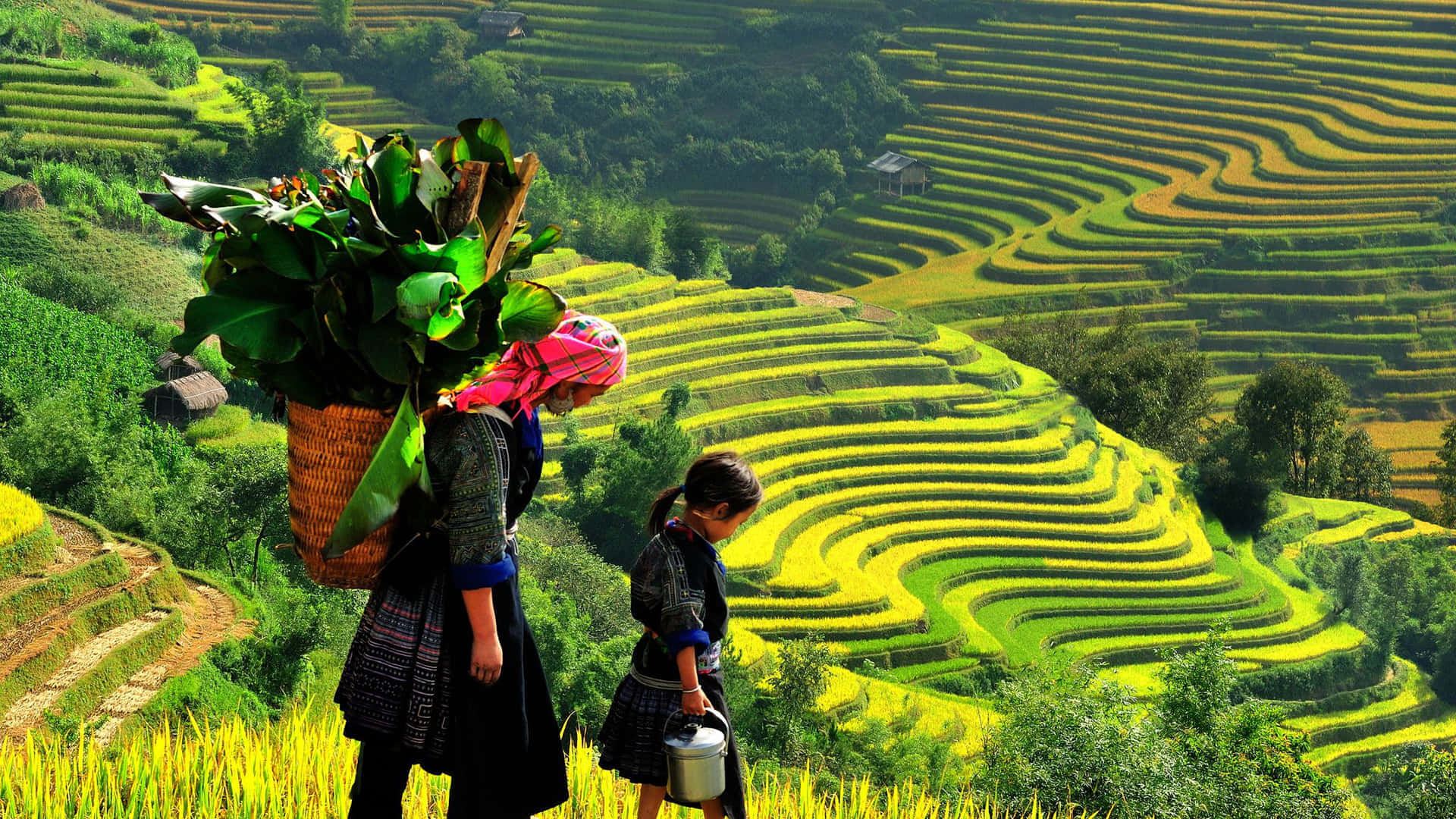 Farmer 桌布 壁紙 — 兩個人物在明亮的陽光下穿過翠綠的梯田，背景是鬱鬱蔥蔥的山丘。