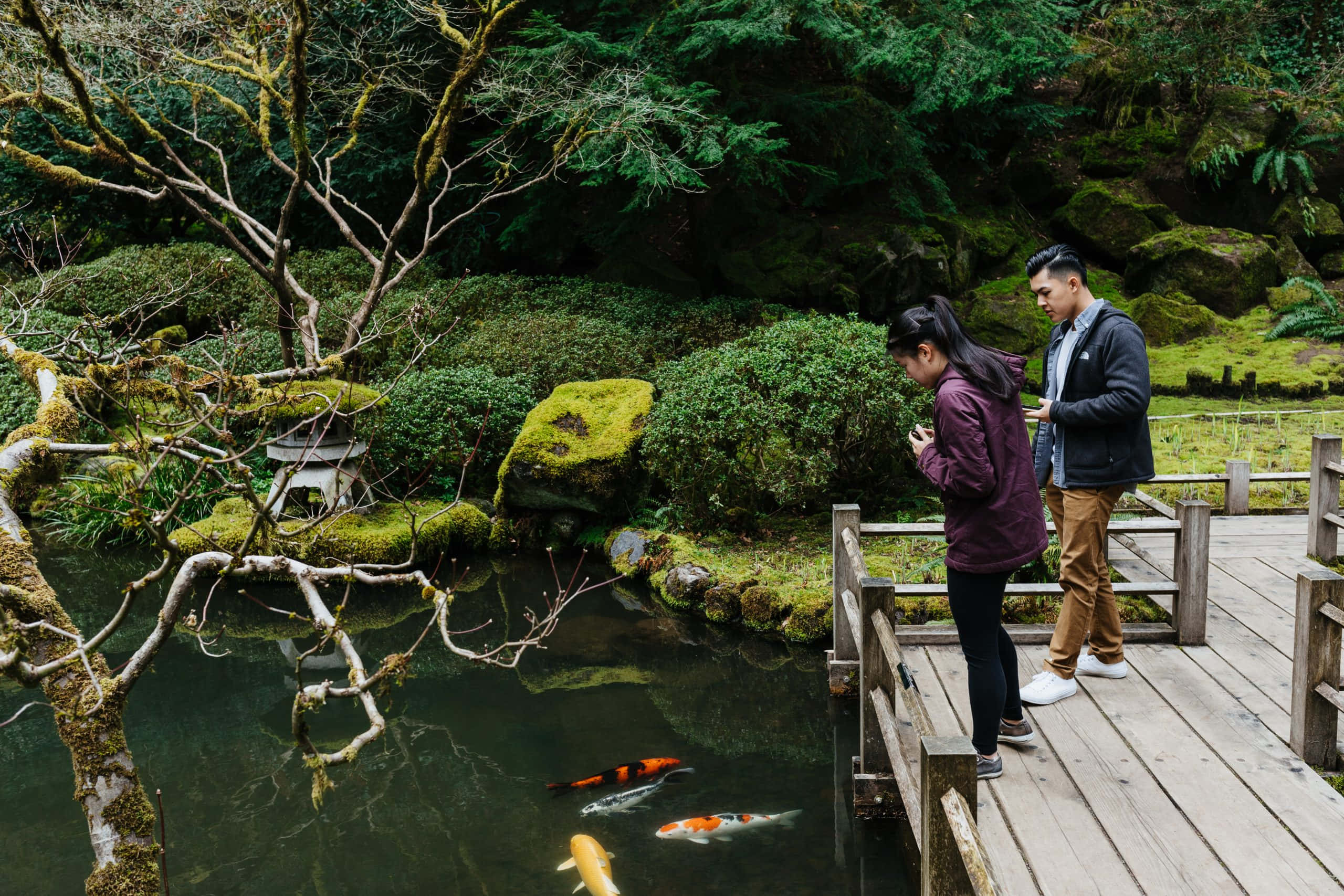 Japanese 桌布 壁紙 — 兩個人站在木橋上觀察色彩繽紛的錦鯉在長滿苔蘚的池塘中游動，周圍環繞著茂密的綠植。