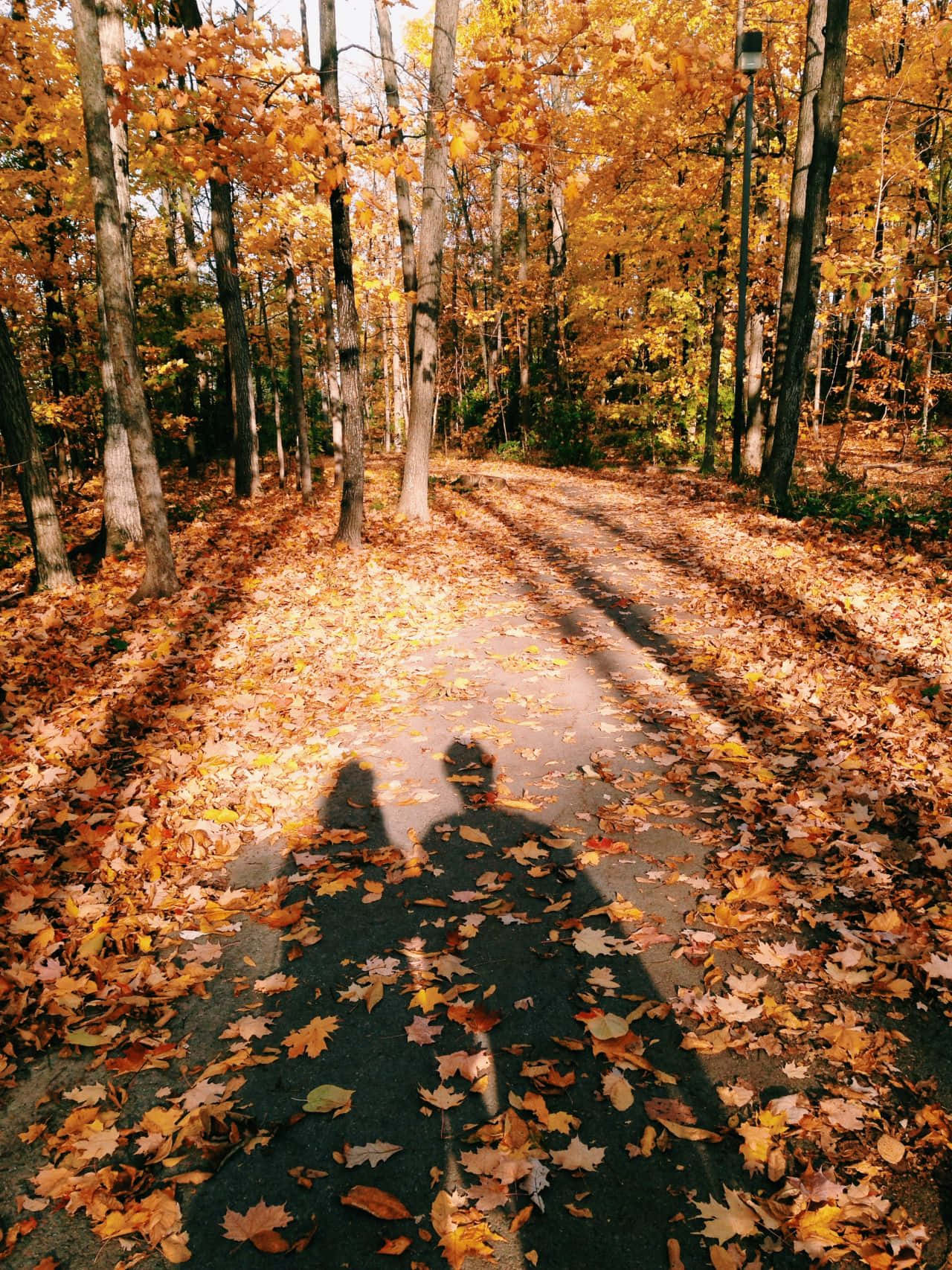 Autumn Season 桌布 壁紙 — 兩個剪影人物沿著一條落葉滿佈的小徑走過一片沐浴在溫暖陽光下的金色秋林。
