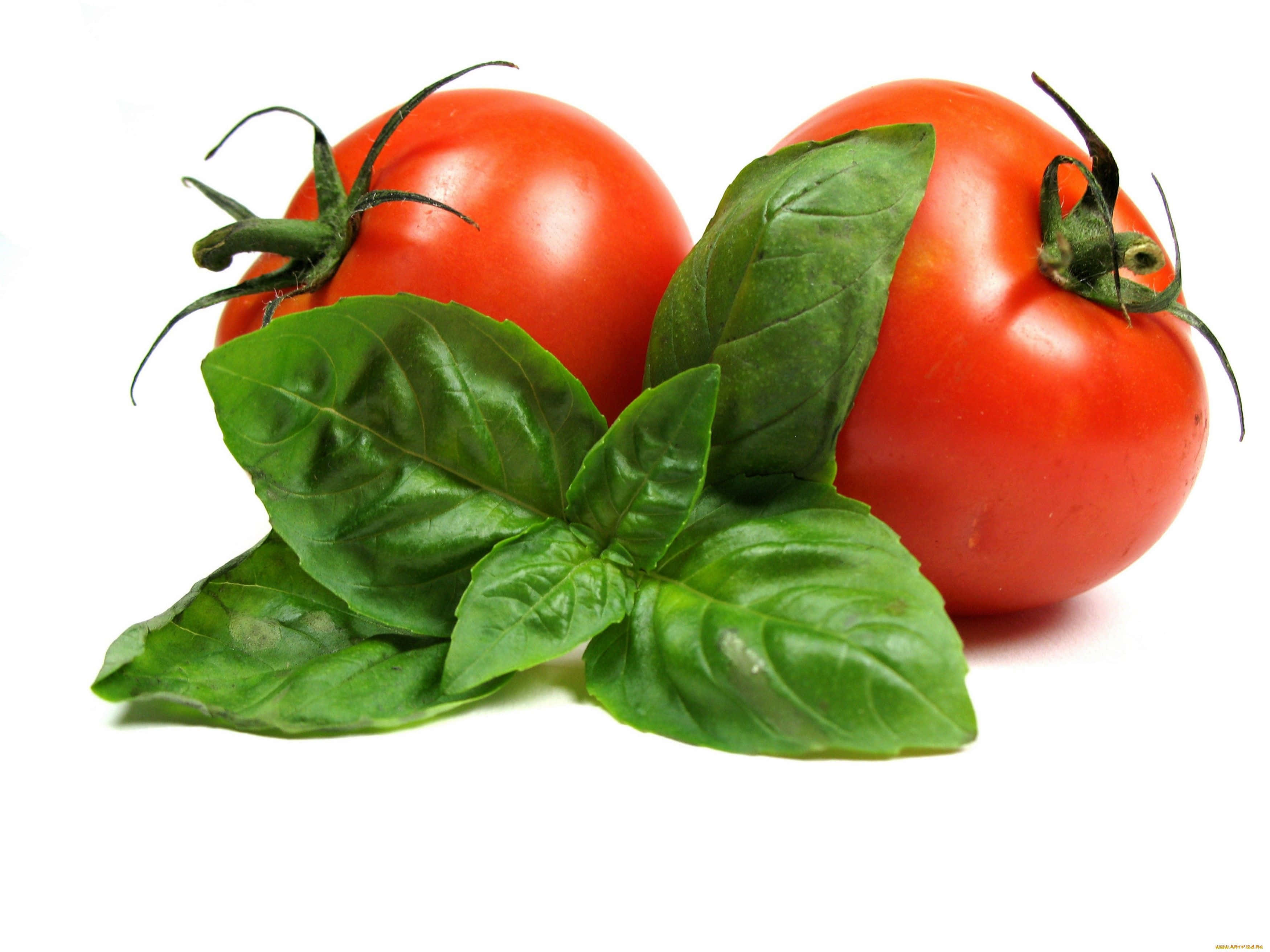 tomato 桌布 壁紙 — 兩個帶莖的成熟紅番茄，依偎在鮮綠色的羅勒葉旁，背景為純白色。
