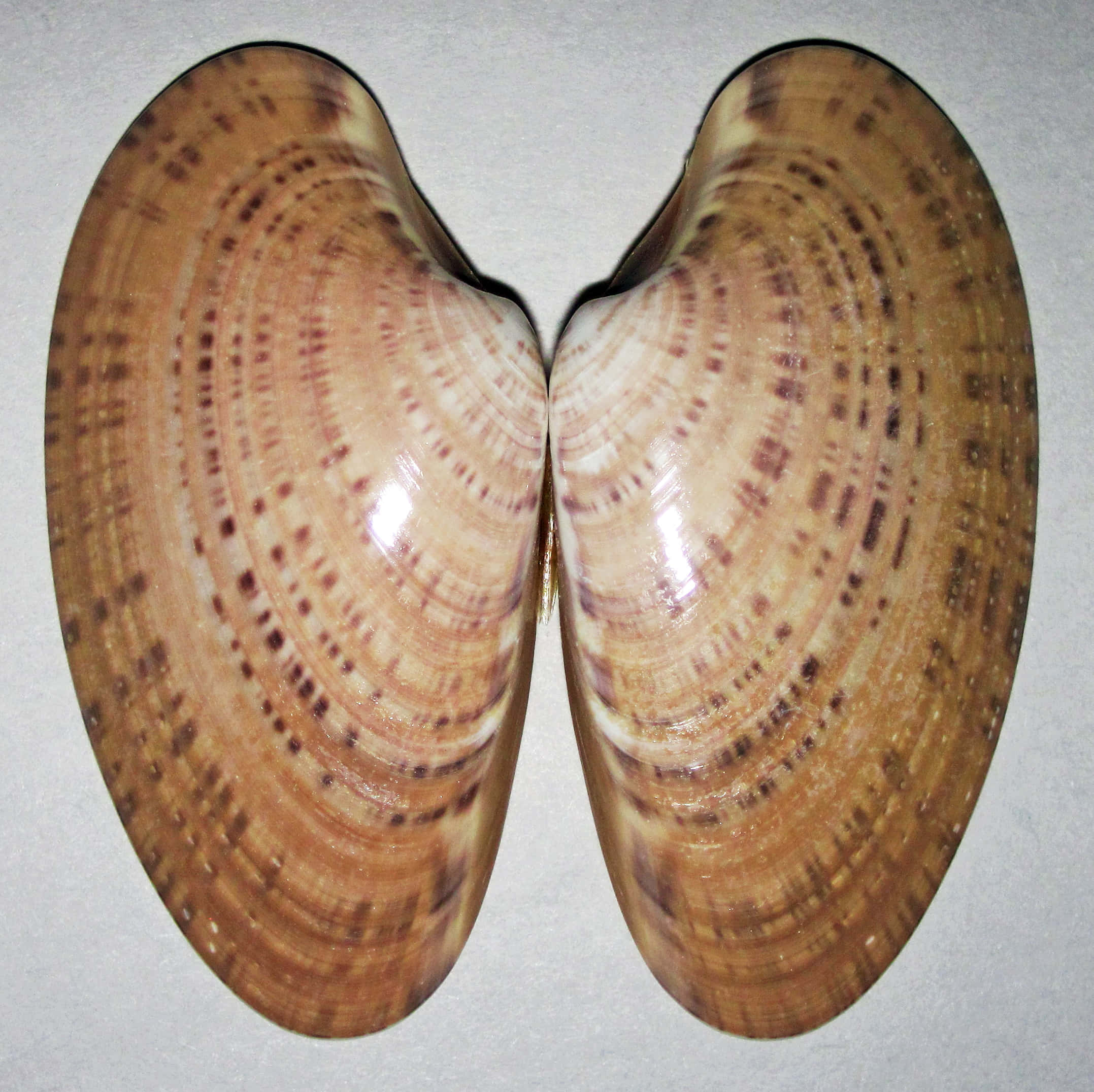 Clam Shell 桌布 壁紙 — 兩個打開嘅蜆殼，帶有同心圓嘅棕色同米色圖案，靠喺純淺灰色背景上。