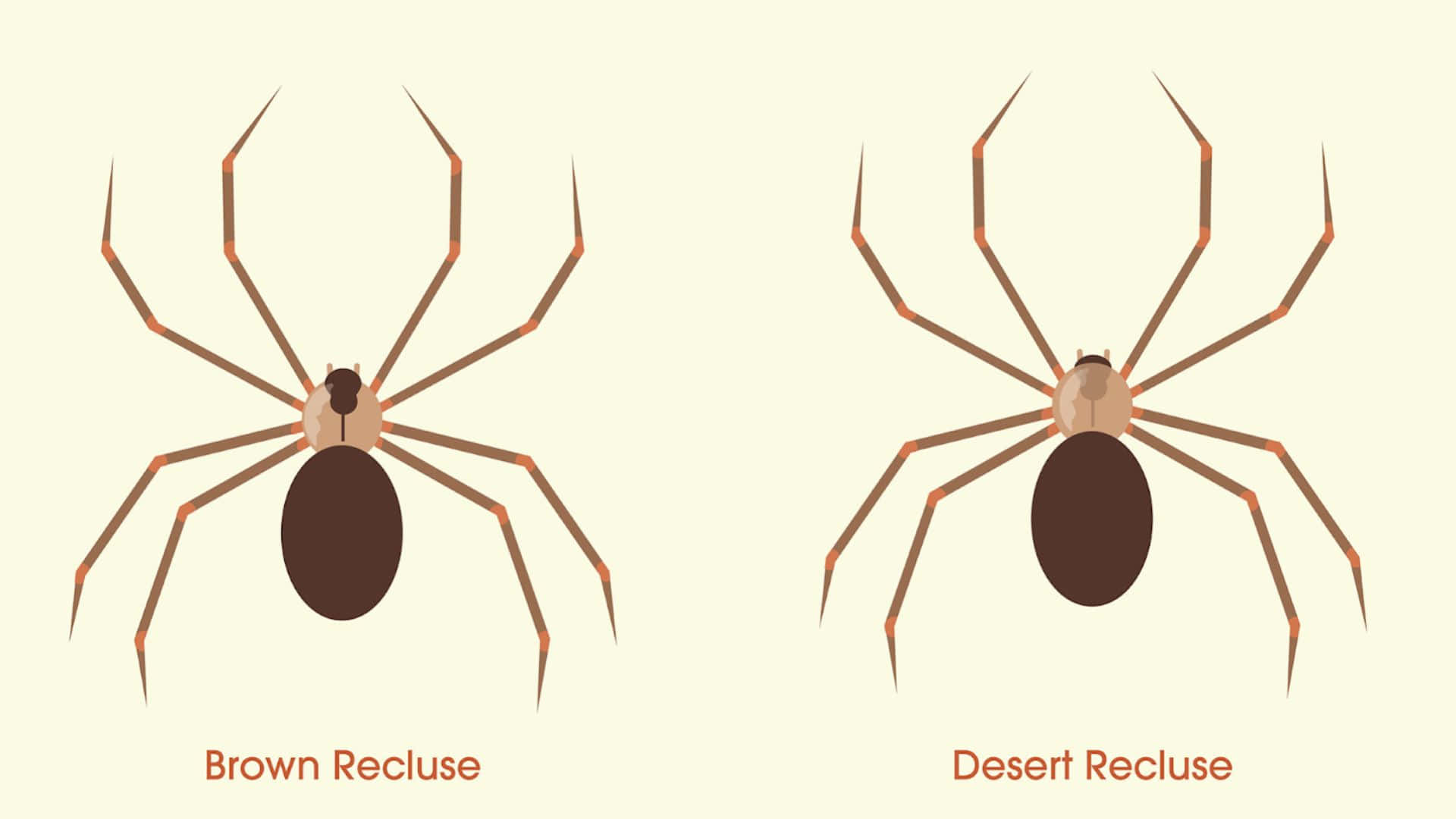 Brown Recluse Spider 桌布 壁紙 — 兩個插圖隱士蜘蛛，標記為棕色隱士和沙漠隱士，在淡奶油色背景上。