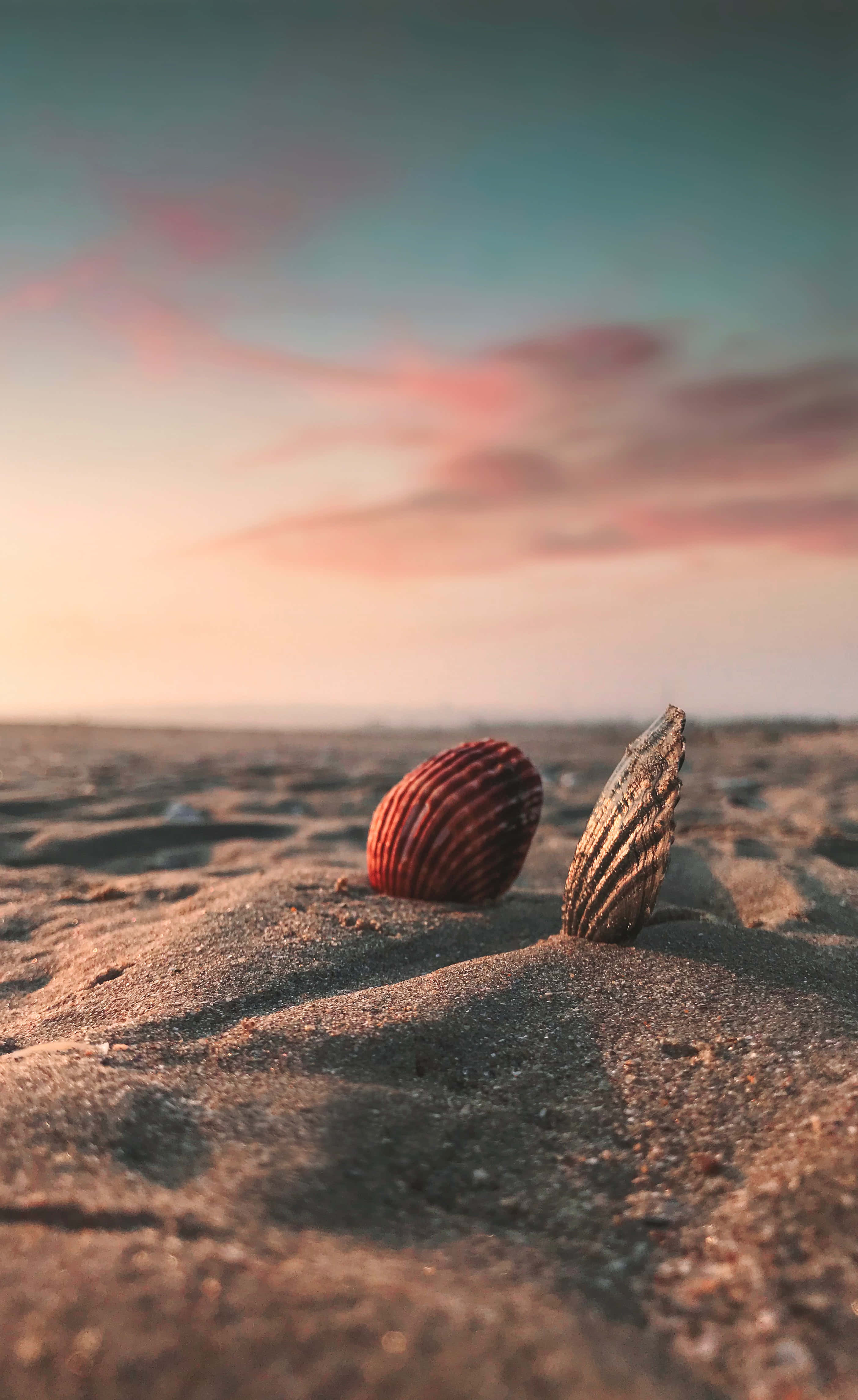 Beach Photography 桌布 壁紙 — 兩個有紋理的貝殼放在溫暖的沙子上，背景是柔和粉紅和青綠色的日落天空。