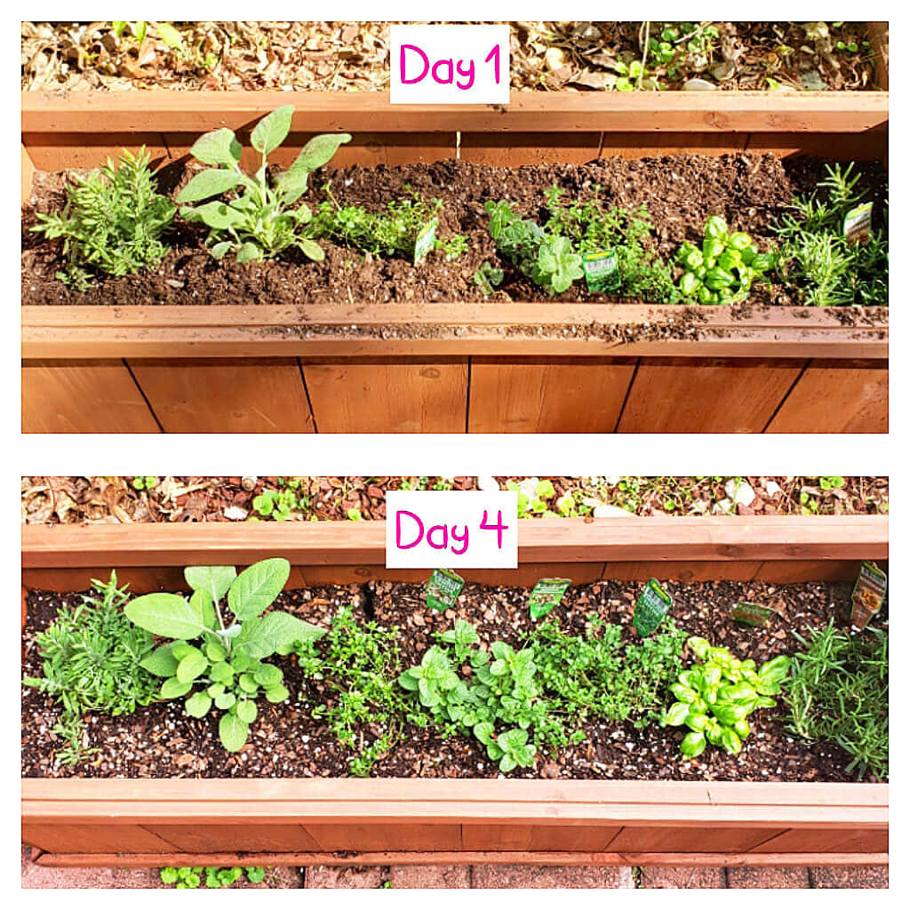 Herb Garden 桌布 壁紙 — 兩個木製高架花床展示香草植物從第一天到第四天生長，有明顯進展。