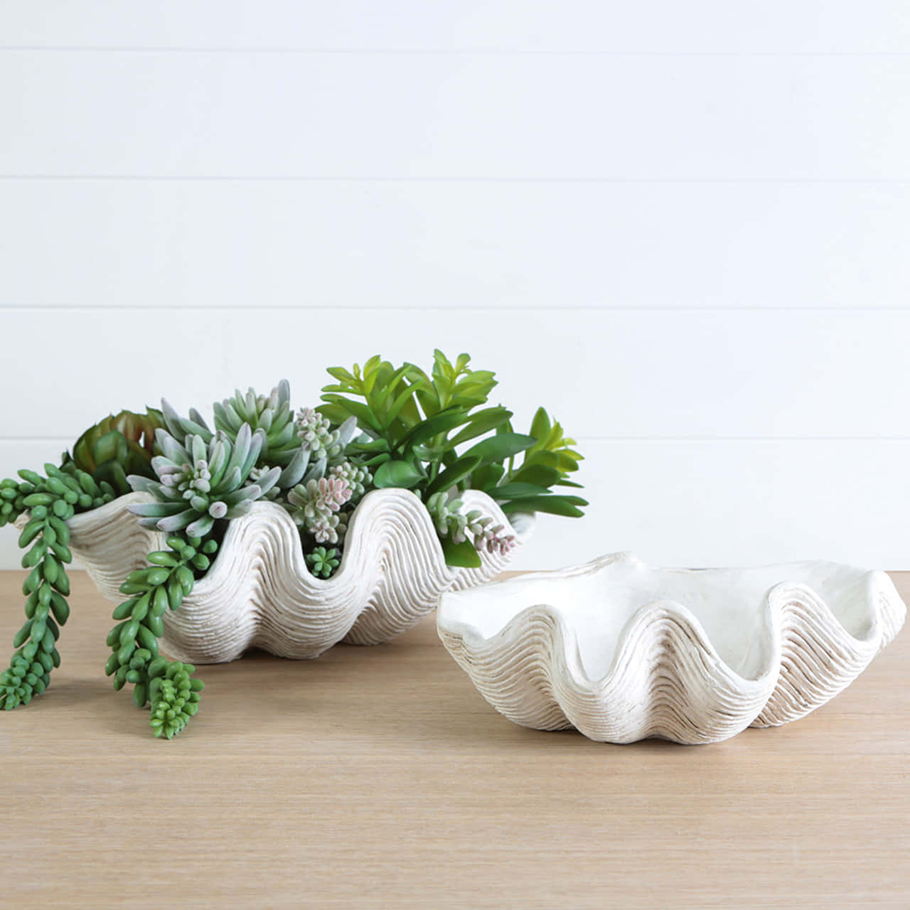 Clam Shell 桌布 壁紙 — 兩個白色扇貝殼花盆，其中一個種滿茂盛的綠色多肉植物，放在淺色木質表面上，背景是白色搭接牆。