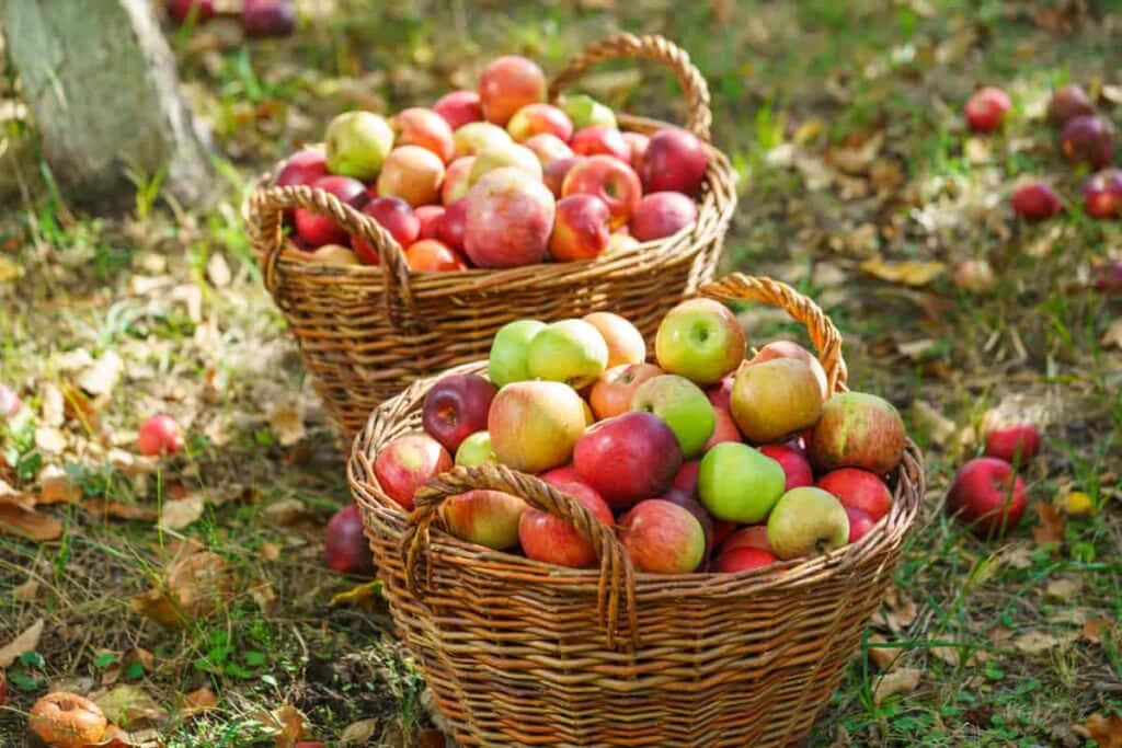 Fall Apples 桌布 壁紙 — 兩個裝滿紅蘋果和青蘋果的編織籃子放在散落著落葉的草地上，沐浴在秋日的陽光下。