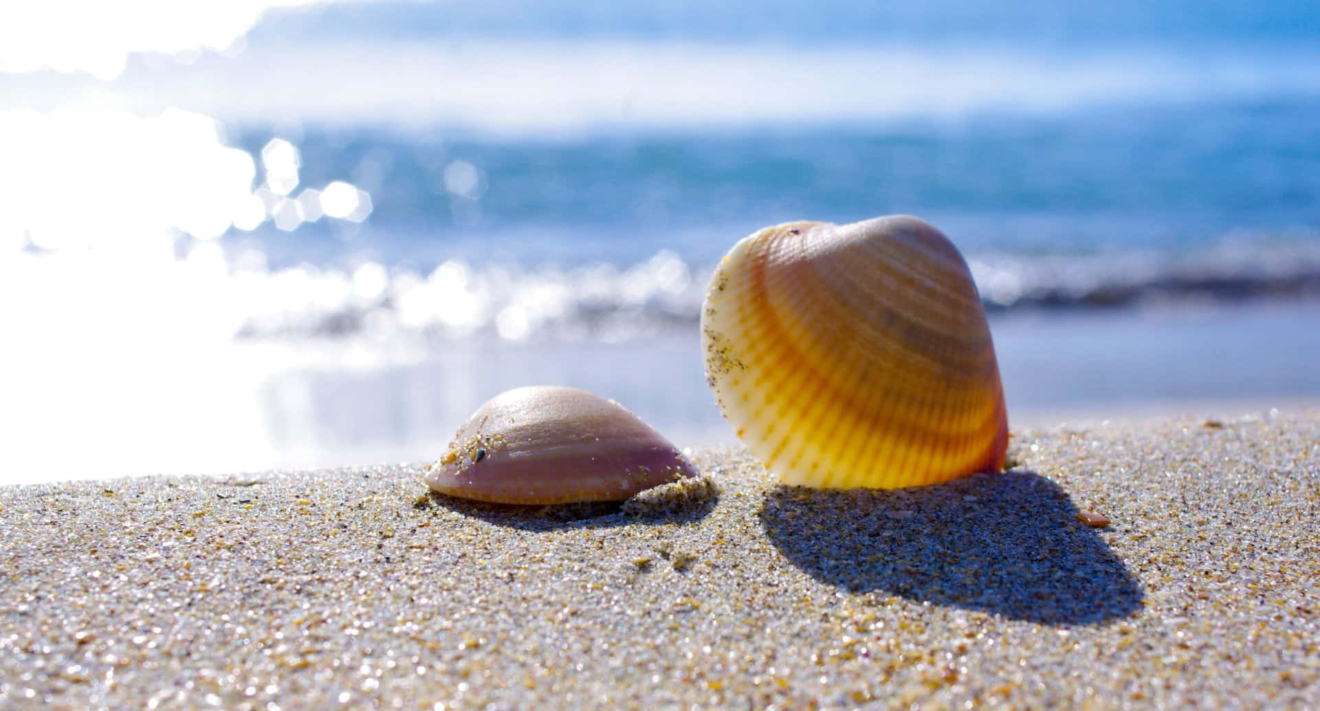 Shell 桌布 壁紙 — 兩個貝殼躺在陽光照耀的沙灘上，背景是閃爍的海浪。