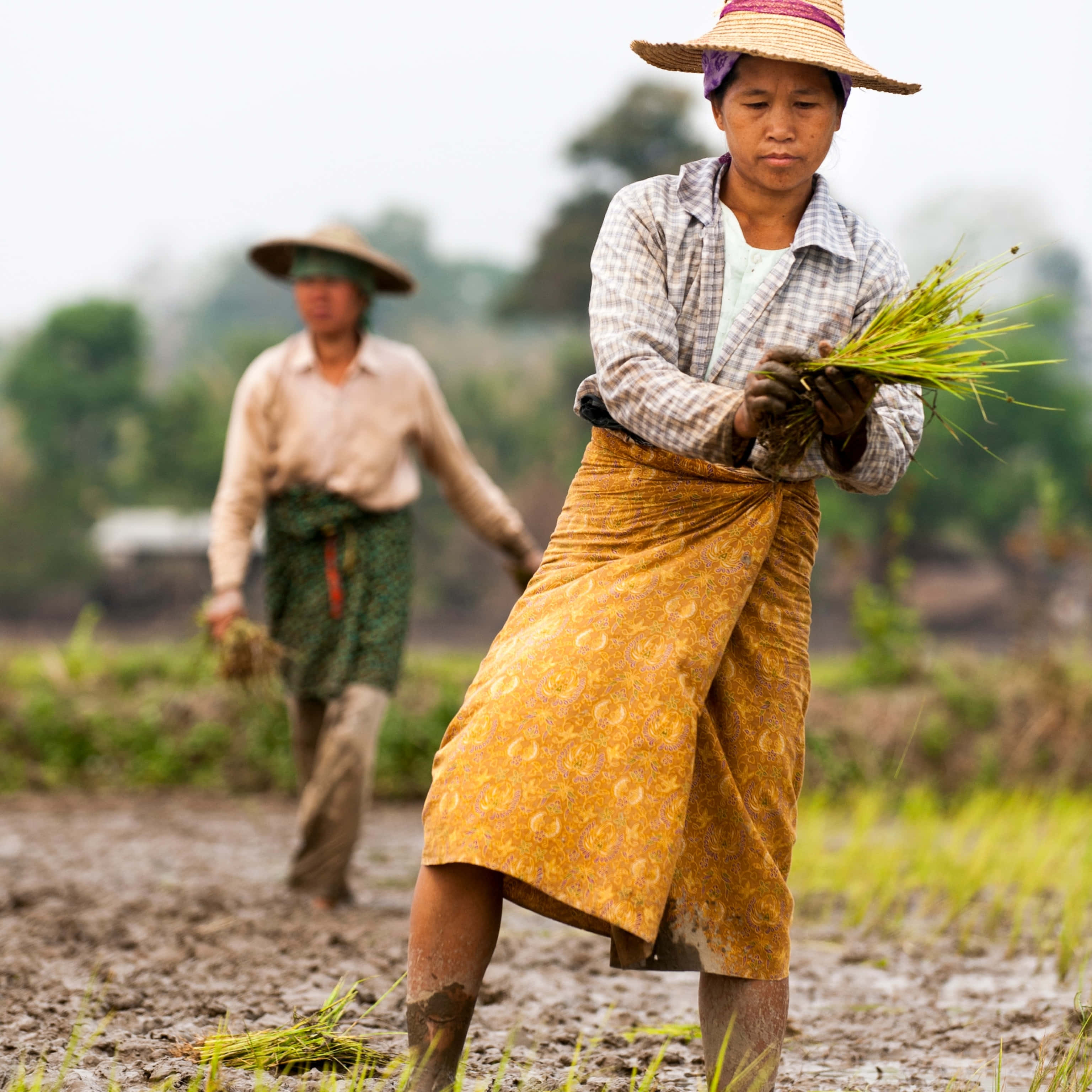 Farmer 桌布 壁紙 — 兩個農夫在泥濘的水田裏工作，在陰天種植嫩綠的秧苗。