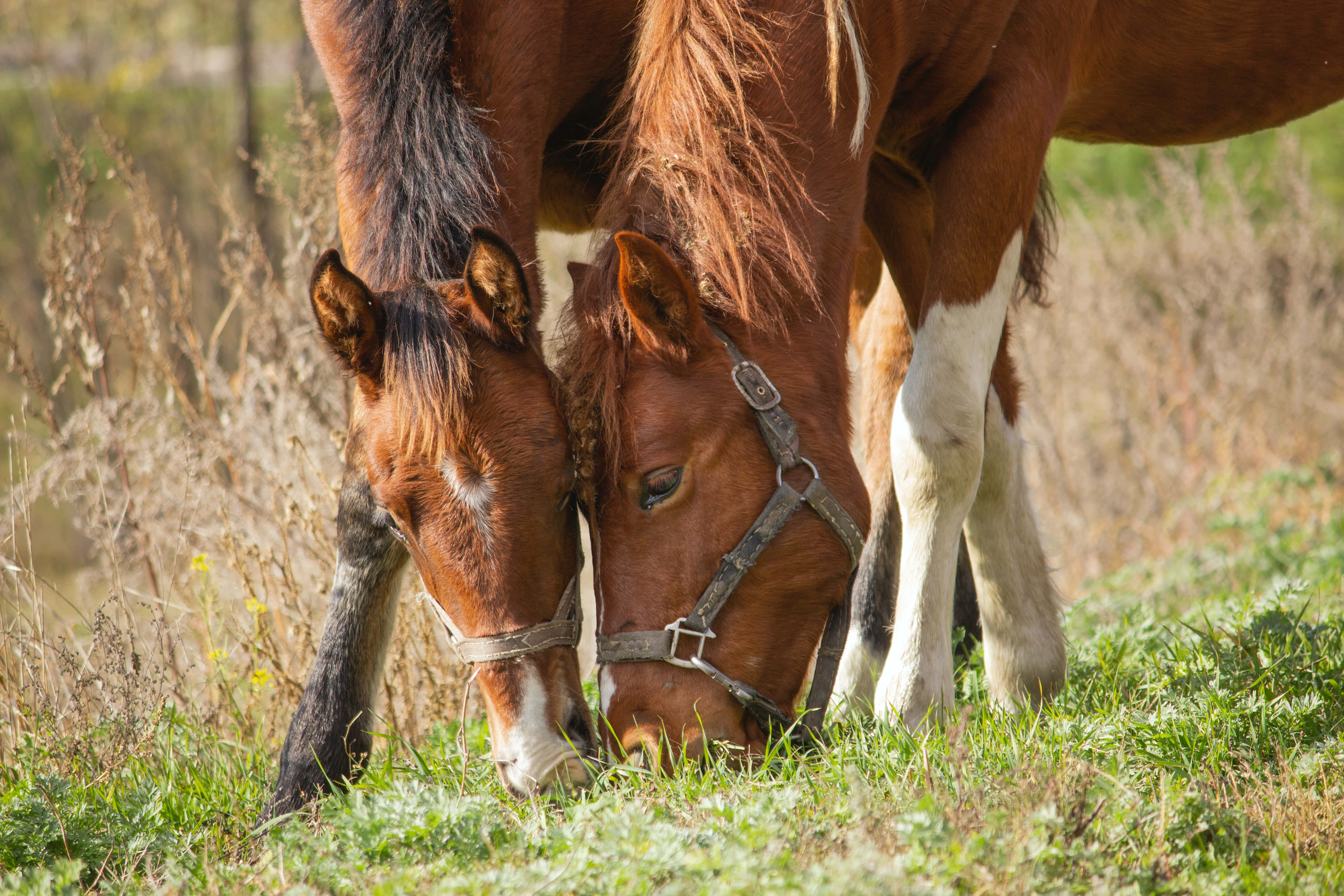 Beautiful Horses 桌布 壁紙 — 兩匹帶有白色斑紋的棕色馬在陽光照耀的綠色草地和乾燥灌木叢中平靜地吃草。