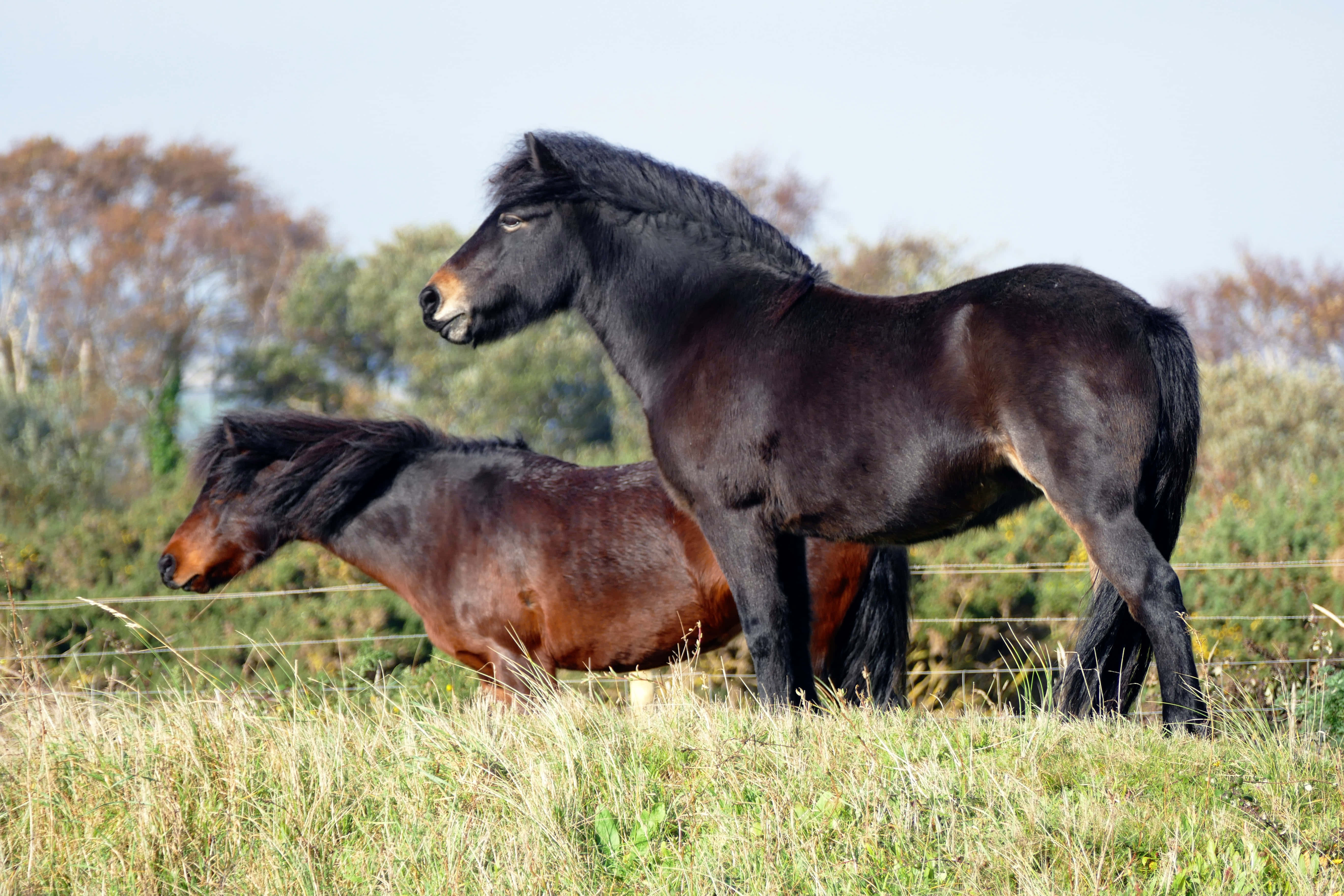 Beautiful Horses 桌布 壁紙 — 兩匹強壯的小馬，擁有濃密深色的鬃毛，平靜地站在陽光普照、樹木環繞的草地上。