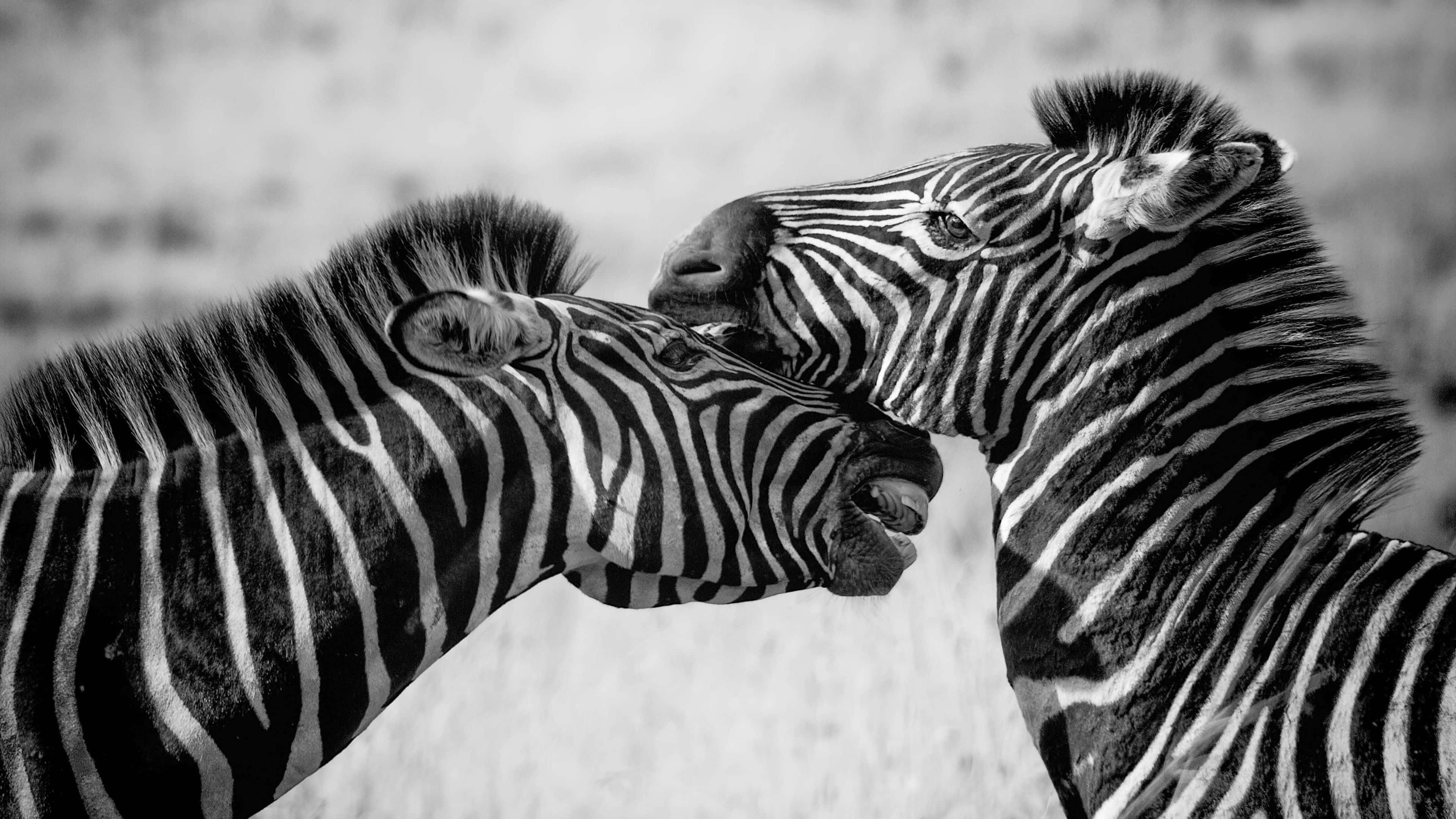Black And White Animal 桌布 壁紙 — 兩匹斑馬在柔和模糊背景的溫柔黑白特寫中互相依偎。