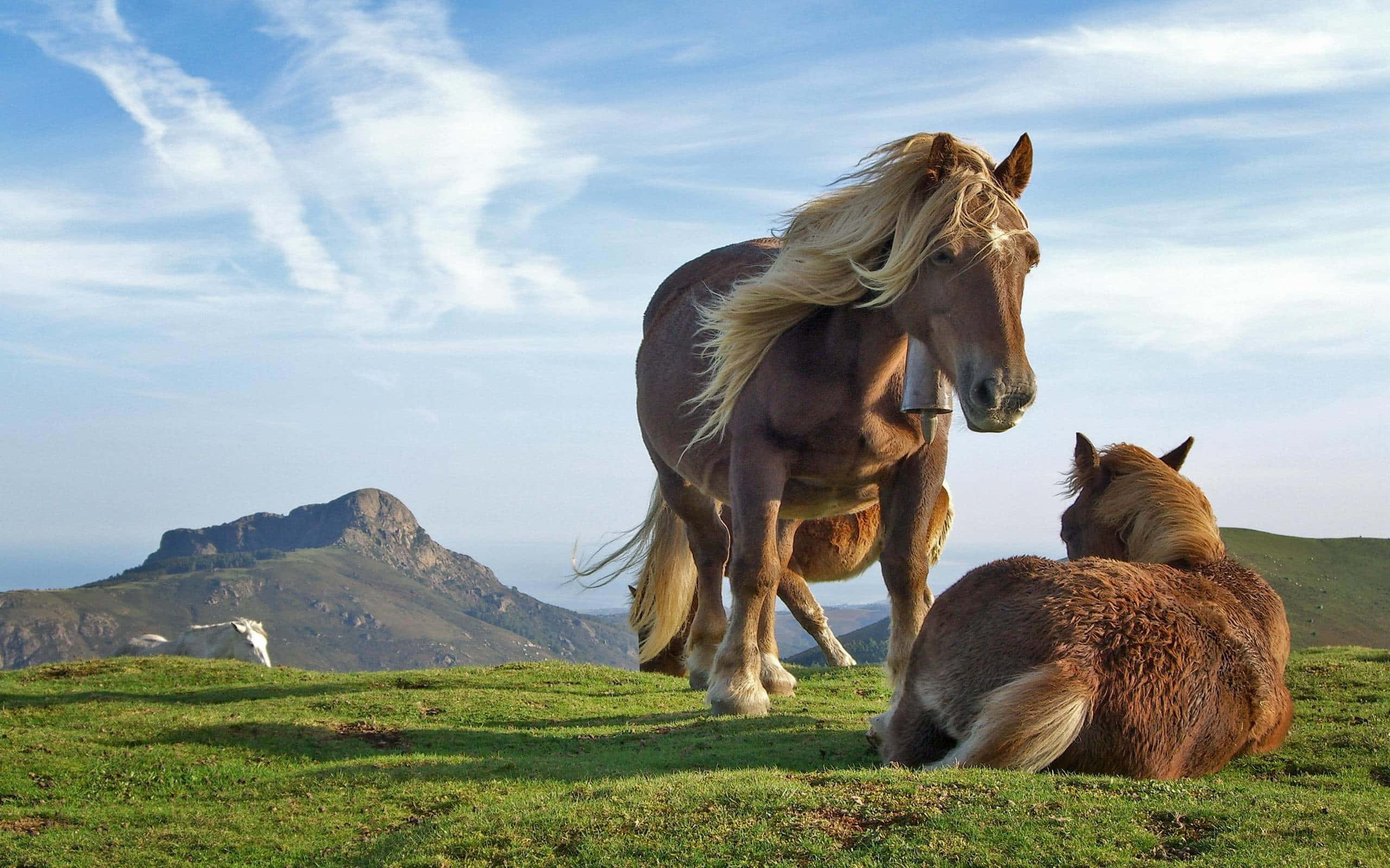 Beautiful Wildlife 桌布 壁紙 — 兩匹棕色馬，一匹站立，鬃毛飄逸，另一匹在青翠的山坡上休息，背景是明亮的藍天和遠山。