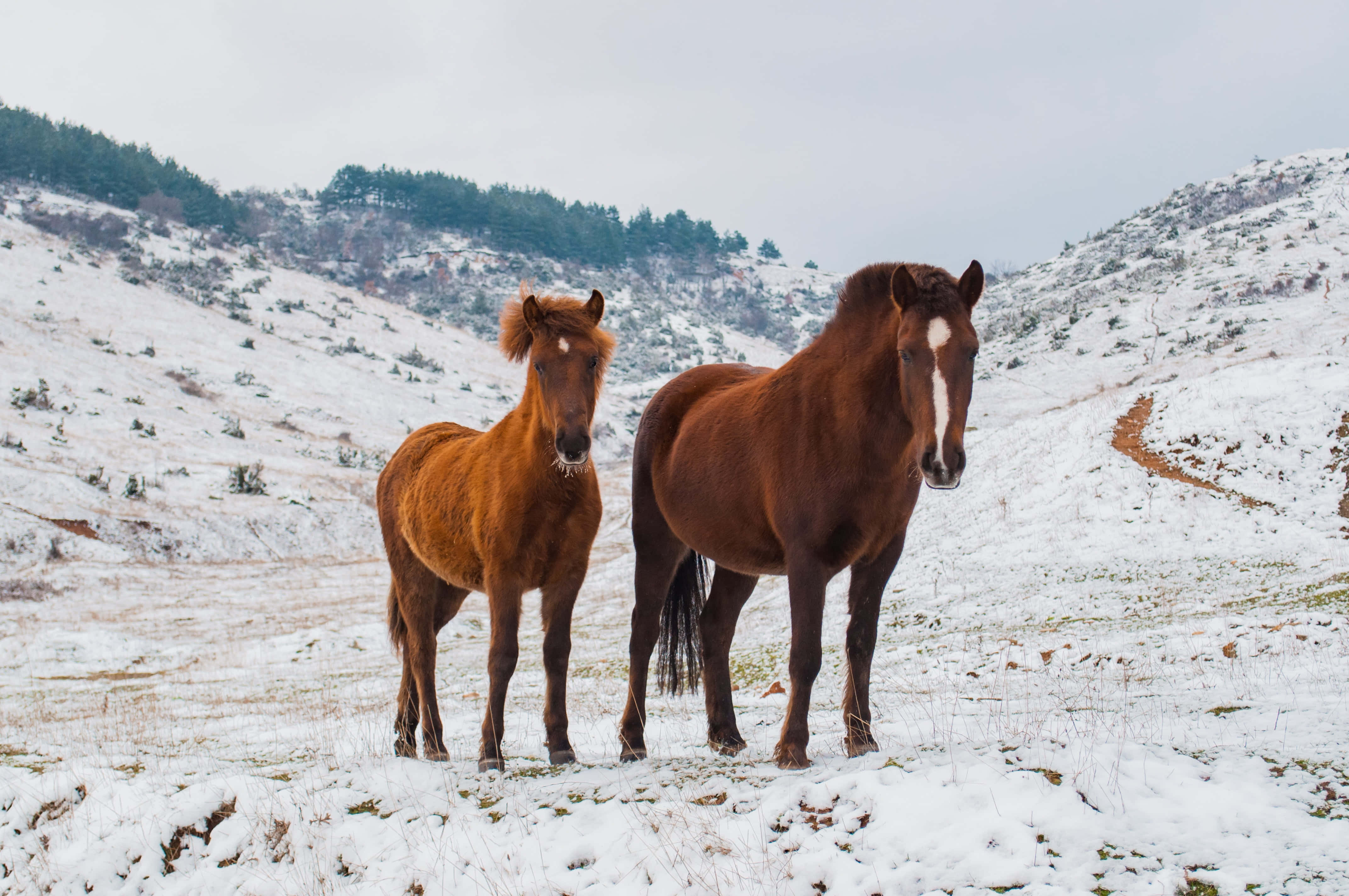 Beautiful Horses 桌布 壁紙 — 兩匹棕色馬匹平靜地站在雪地中，背景是白雪覆蓋的山丘和常青樹。