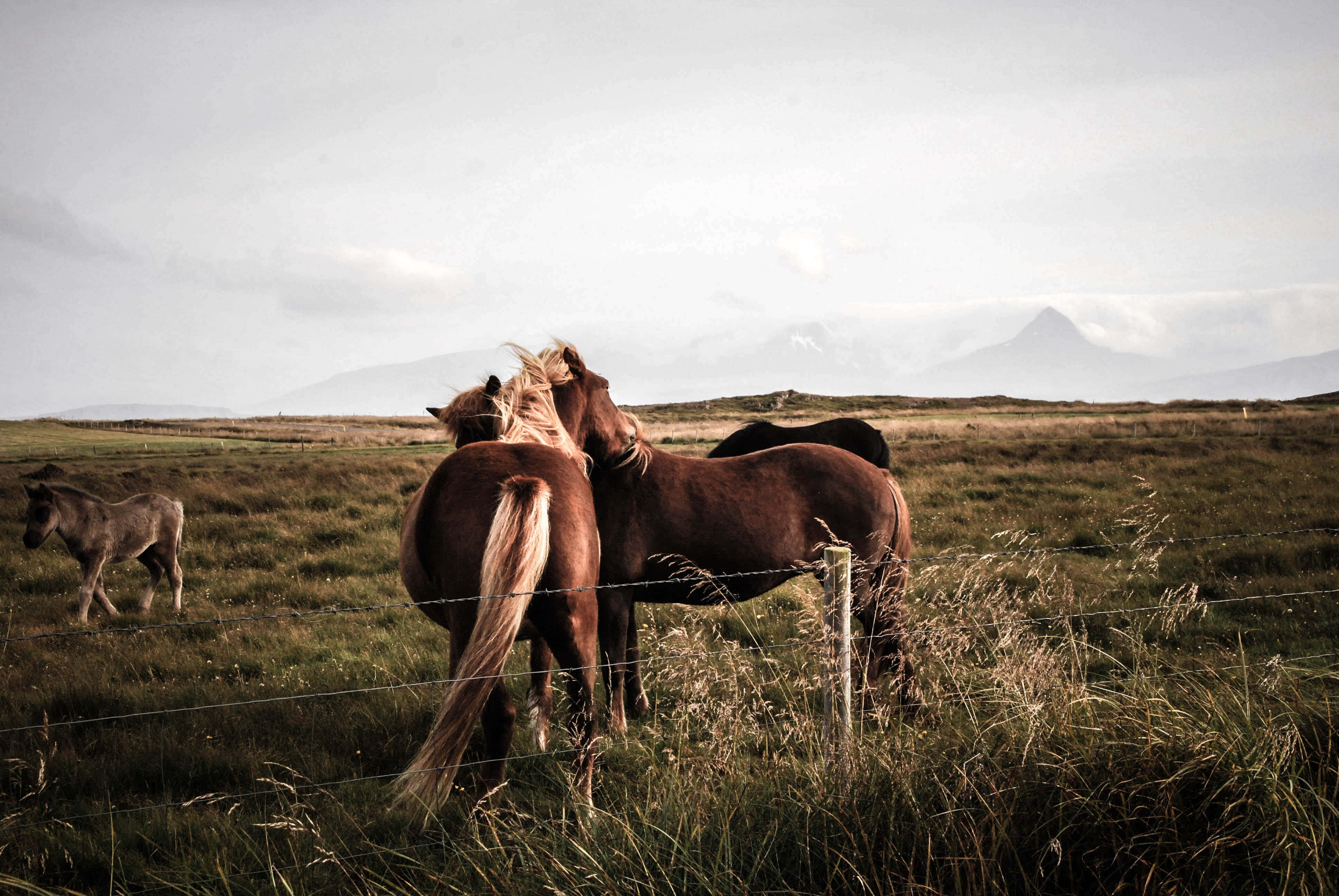 Beautiful Horses 桌布 壁紙 — 兩匹棕色馬在霧氣瀰漫的草地上，隔著籬笆互相蹭鼻子，遠方山巒在陰天之下。