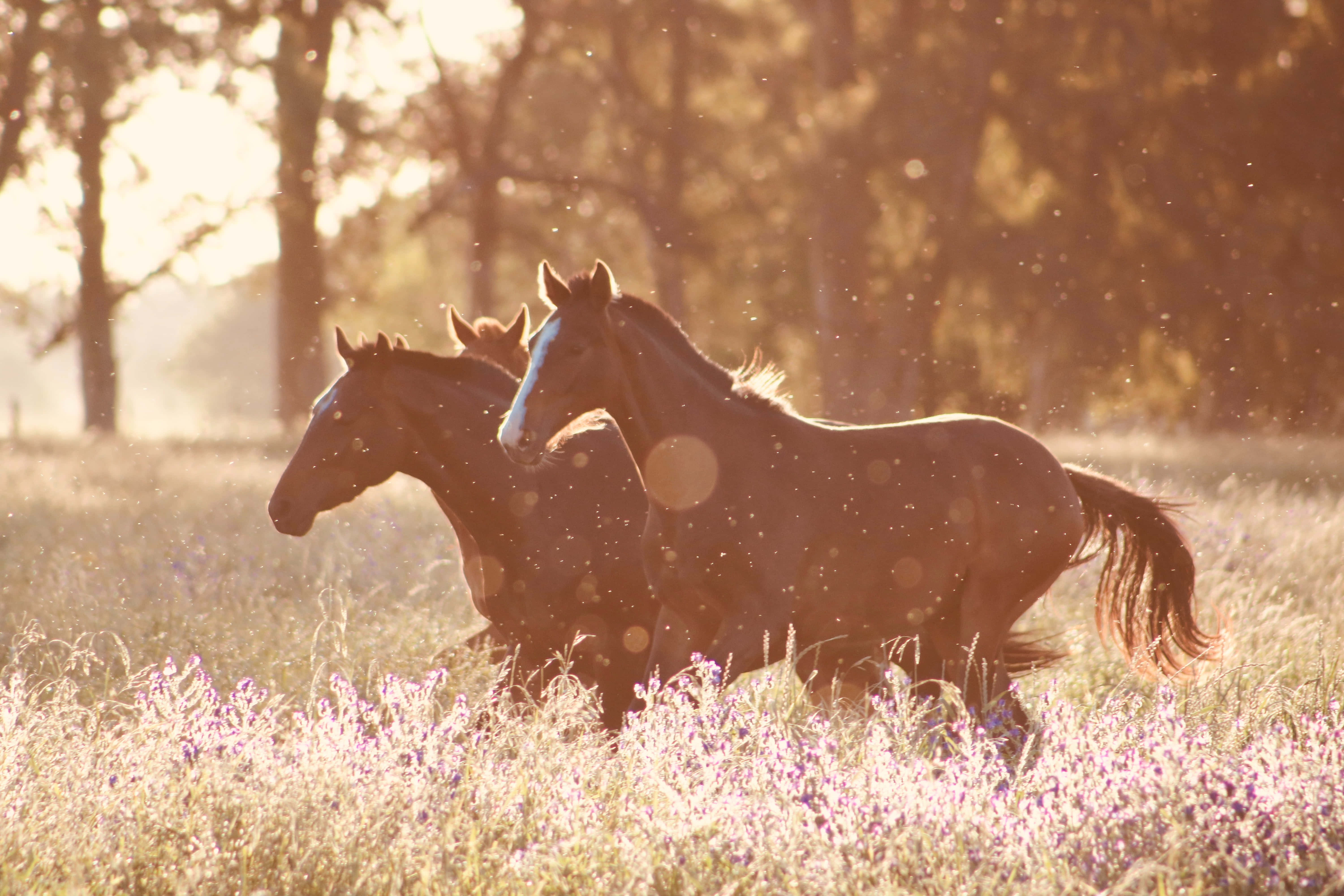 Beautiful Horses 桌布 壁紙 — 兩匹深色馬匹在陽光照耀的紫色野花田野中奔馳，伴隨著金色逆光和飄浮的塵埃粒子。