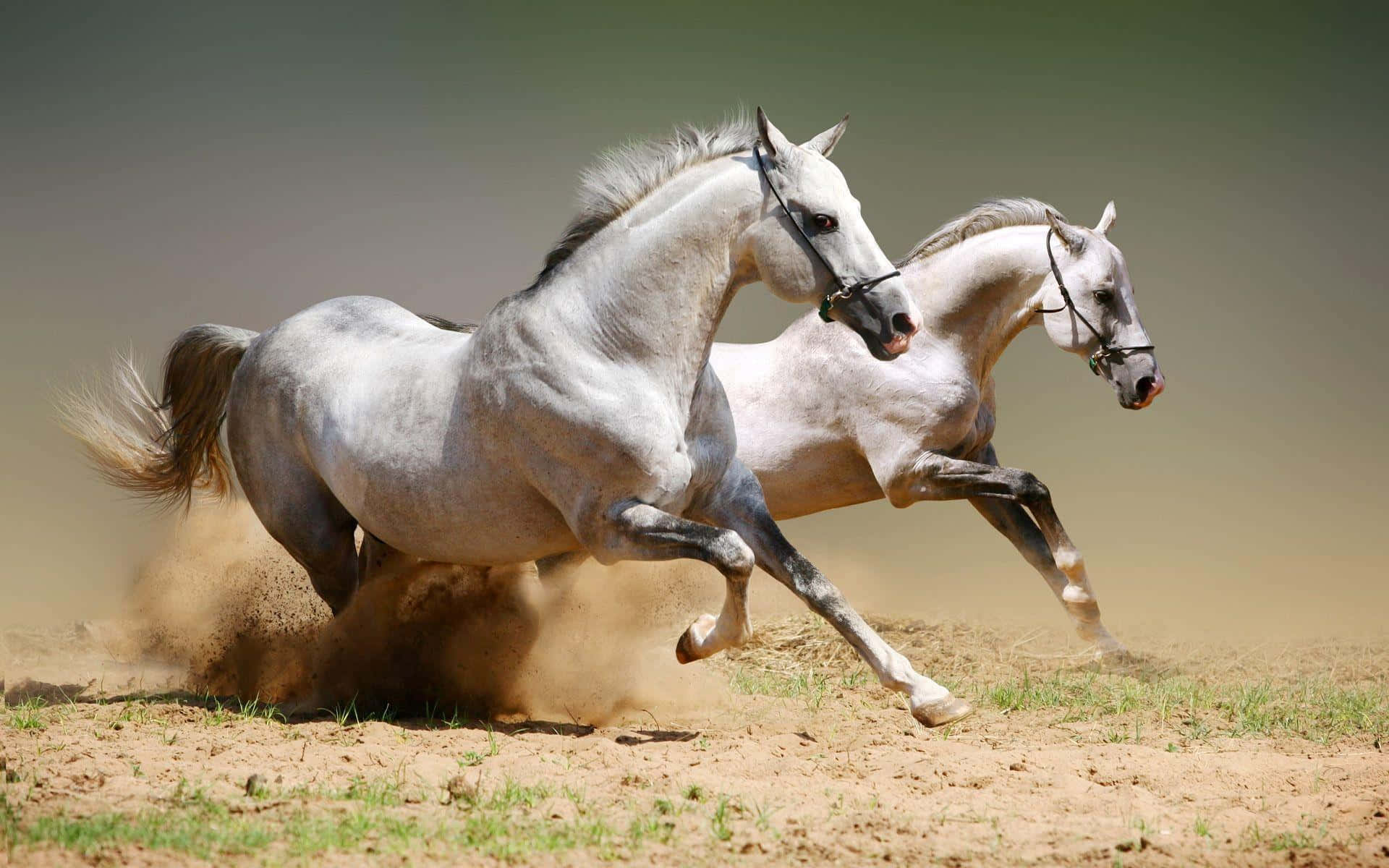 White Horse 桌布 壁紙 — 兩匹白馬在塵土飛揚的地形上強力奔馳，踢起漫天塵土，展現出充滿活力的原始能量。