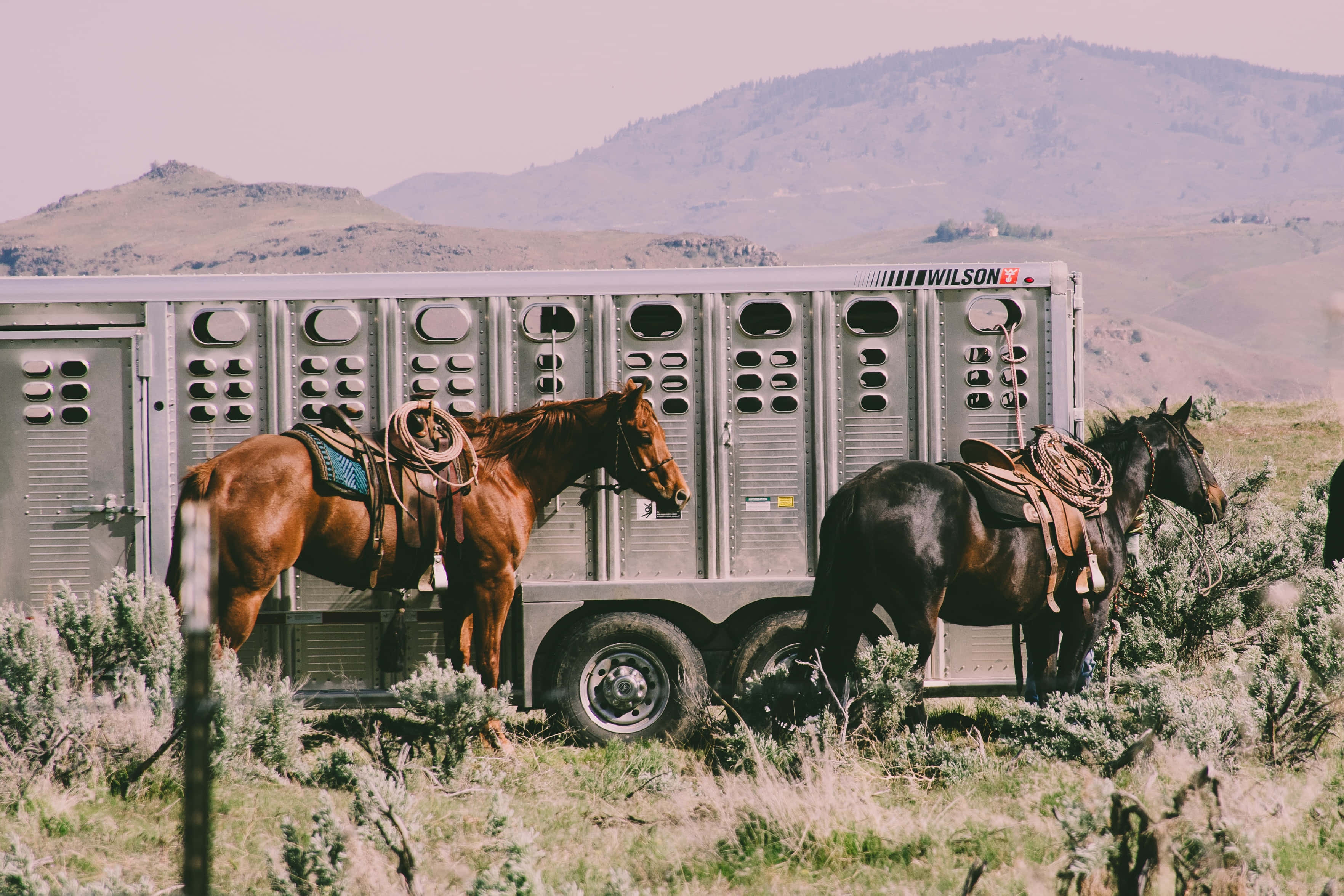 Beautiful Horses 桌布 壁紙 — 兩匹裝上馬鞍的馬匹站在一輛銀色馬匹拖車旁邊，背景是乾燥的草地和起伏的山丘。