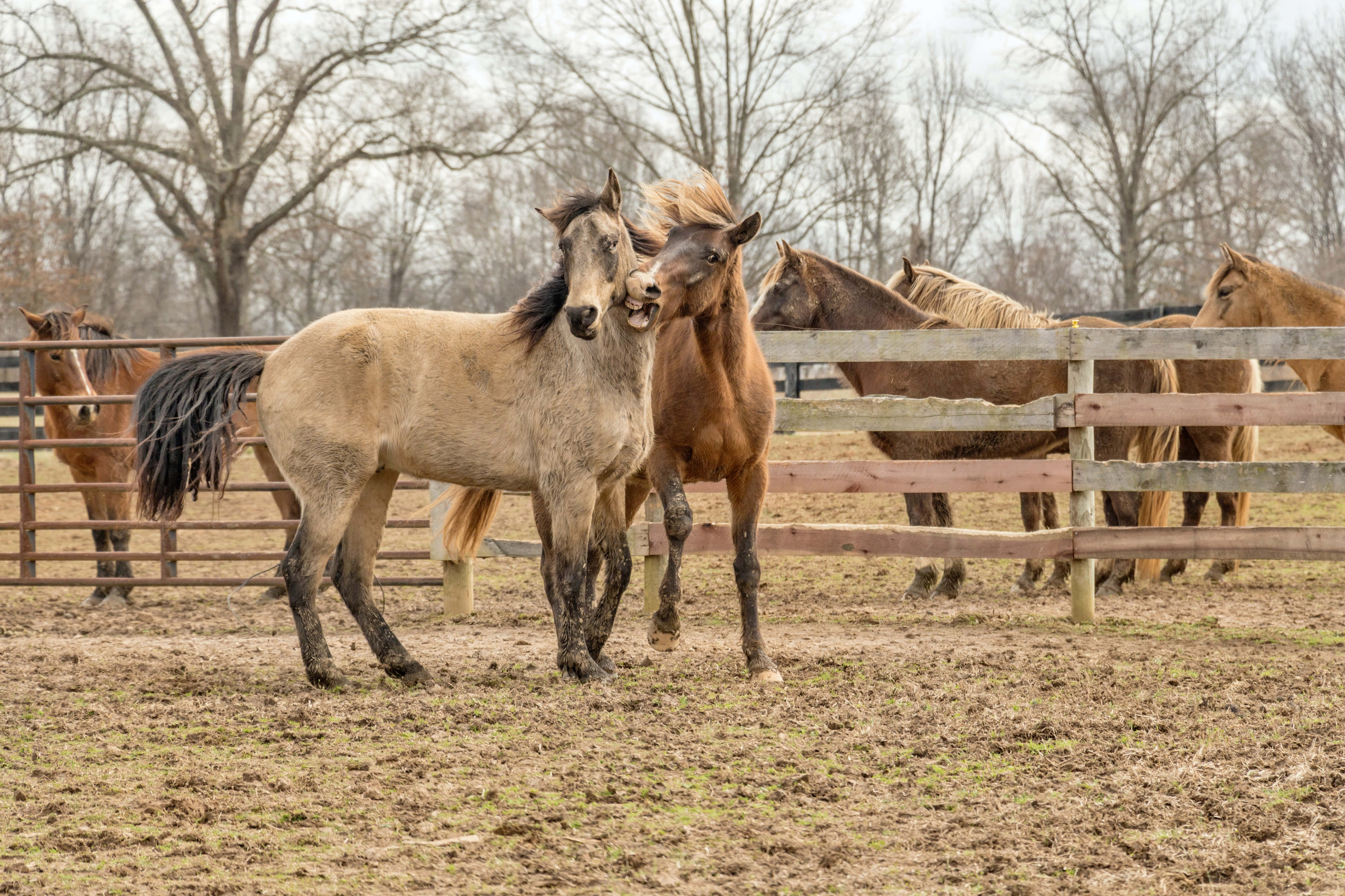 Beautiful Horses 桌布 壁紙 — 兩匹馬在圍欄牧場中，在光禿禿的樹木和泥濘的地面上，在陰天天空下親暱地互相蹭鼻。