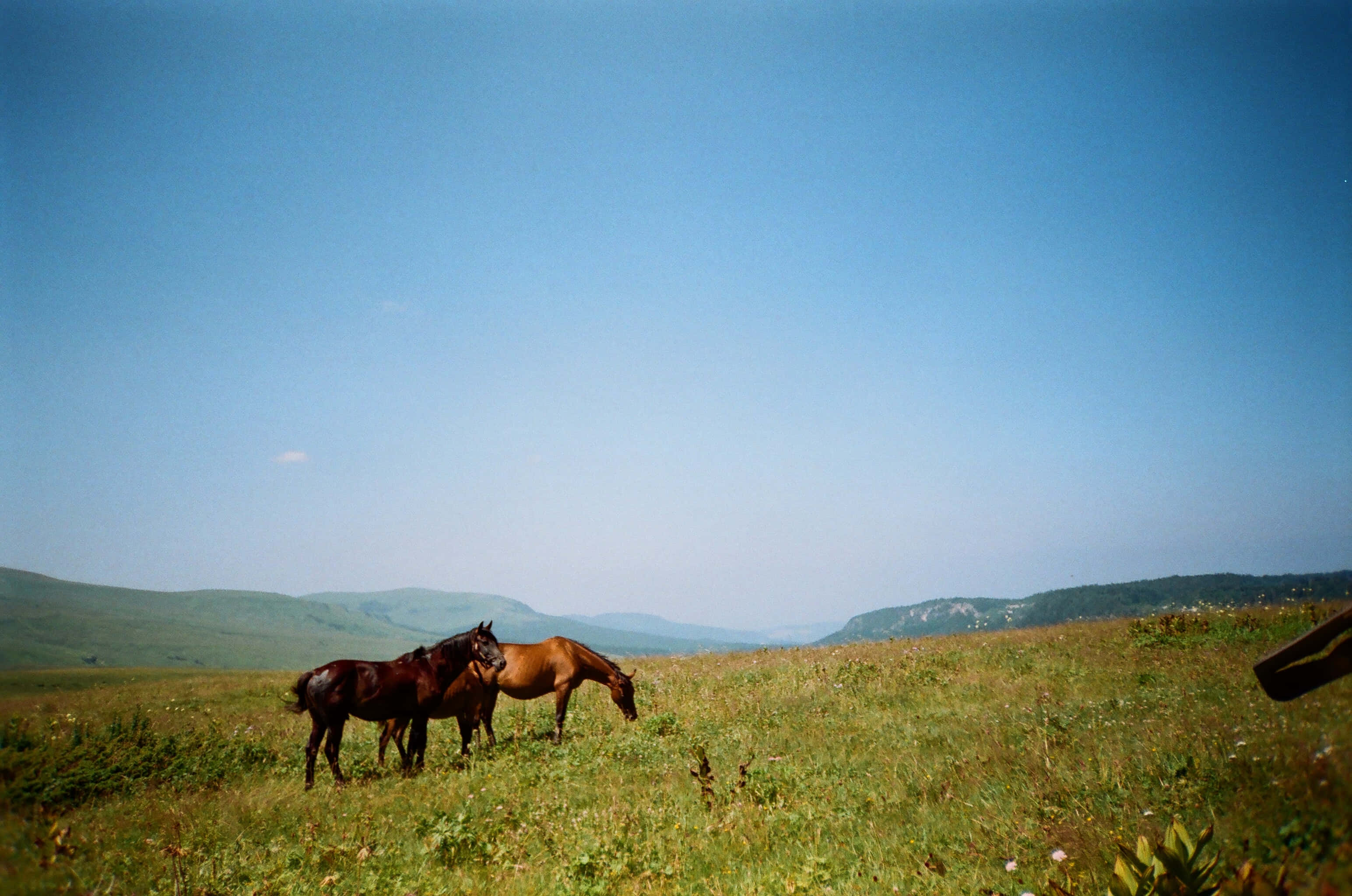 Beautiful Horses 桌布 壁紙 — 兩匹馬在陽光照耀的草地上平靜地吃草，頭頂是廣闊清澈的藍天，遠處有連綿起伏的山丘。