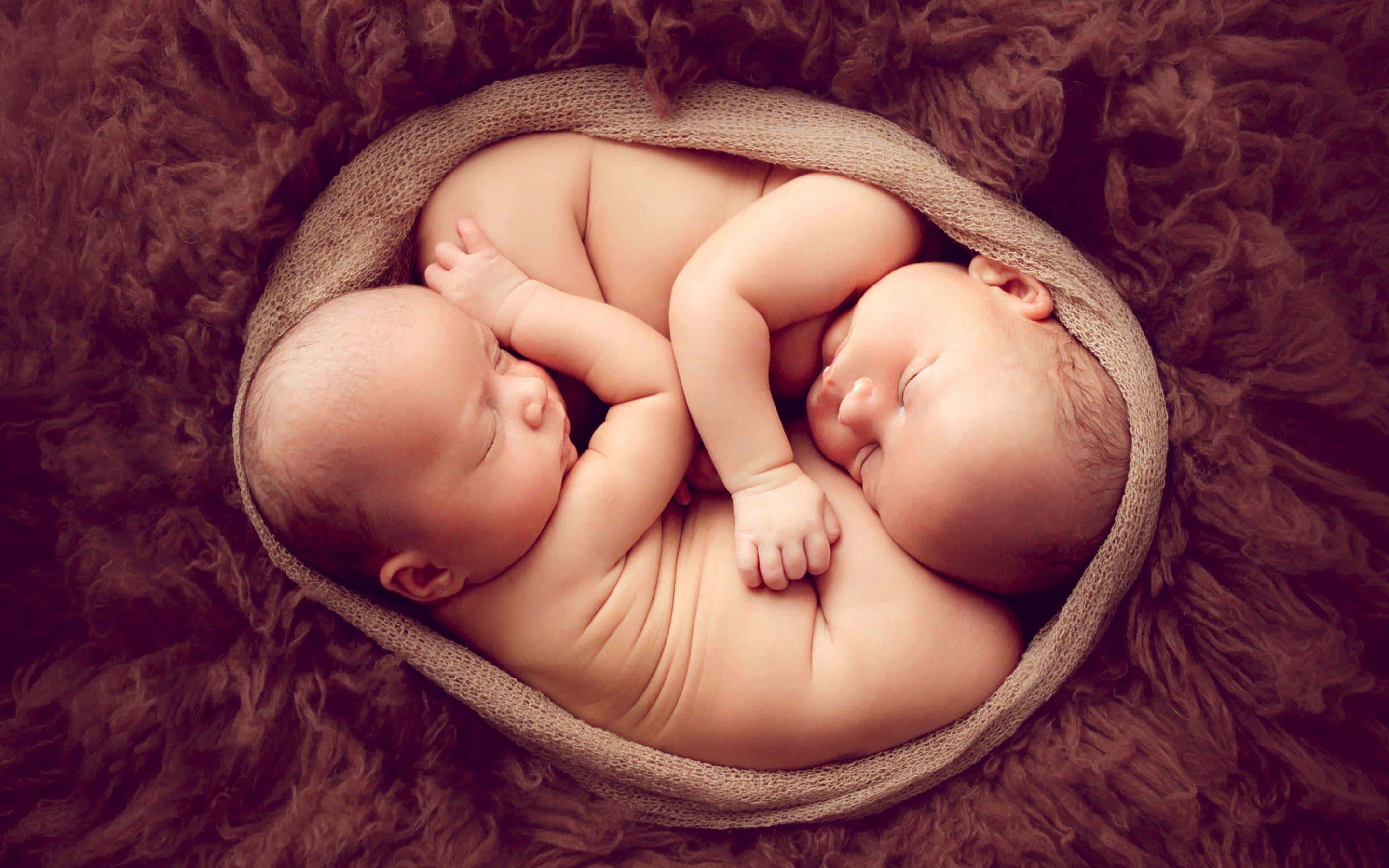 Cute Babies 桌布 壁紙 — 兩名初生雙胞胎在毛絨棕色地毯上的編織籃中安詳地交織入睡。
