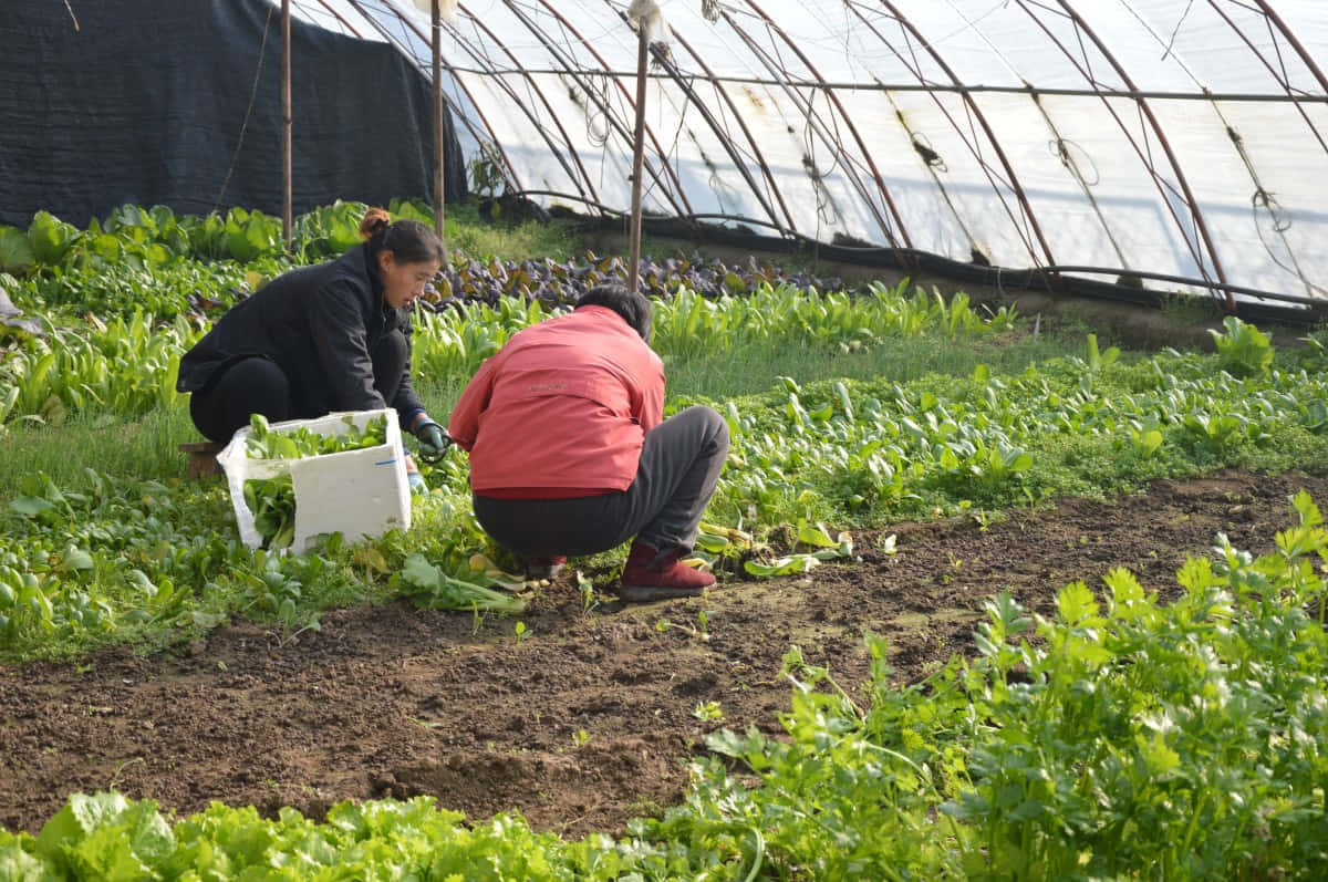 Organic Farming 桌布 壁紙 — 兩名工人在陽光充足的溫室中收穫綠葉蔬菜，溫室有拱形金屬框架和成排的鮮活作物。