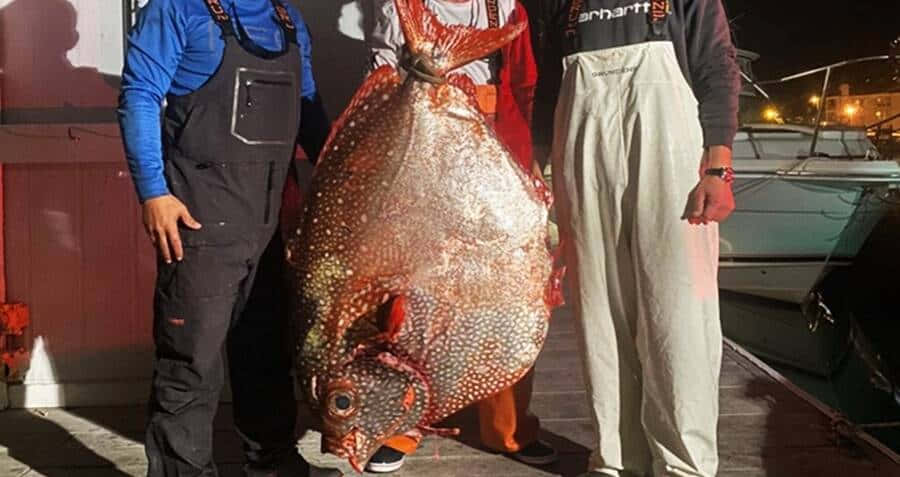 Opah 桌布 壁紙 — 兩名漁夫在夜晚的碼頭上自豪地展示一條帶有發光橙色鰭的巨大斑點魚。